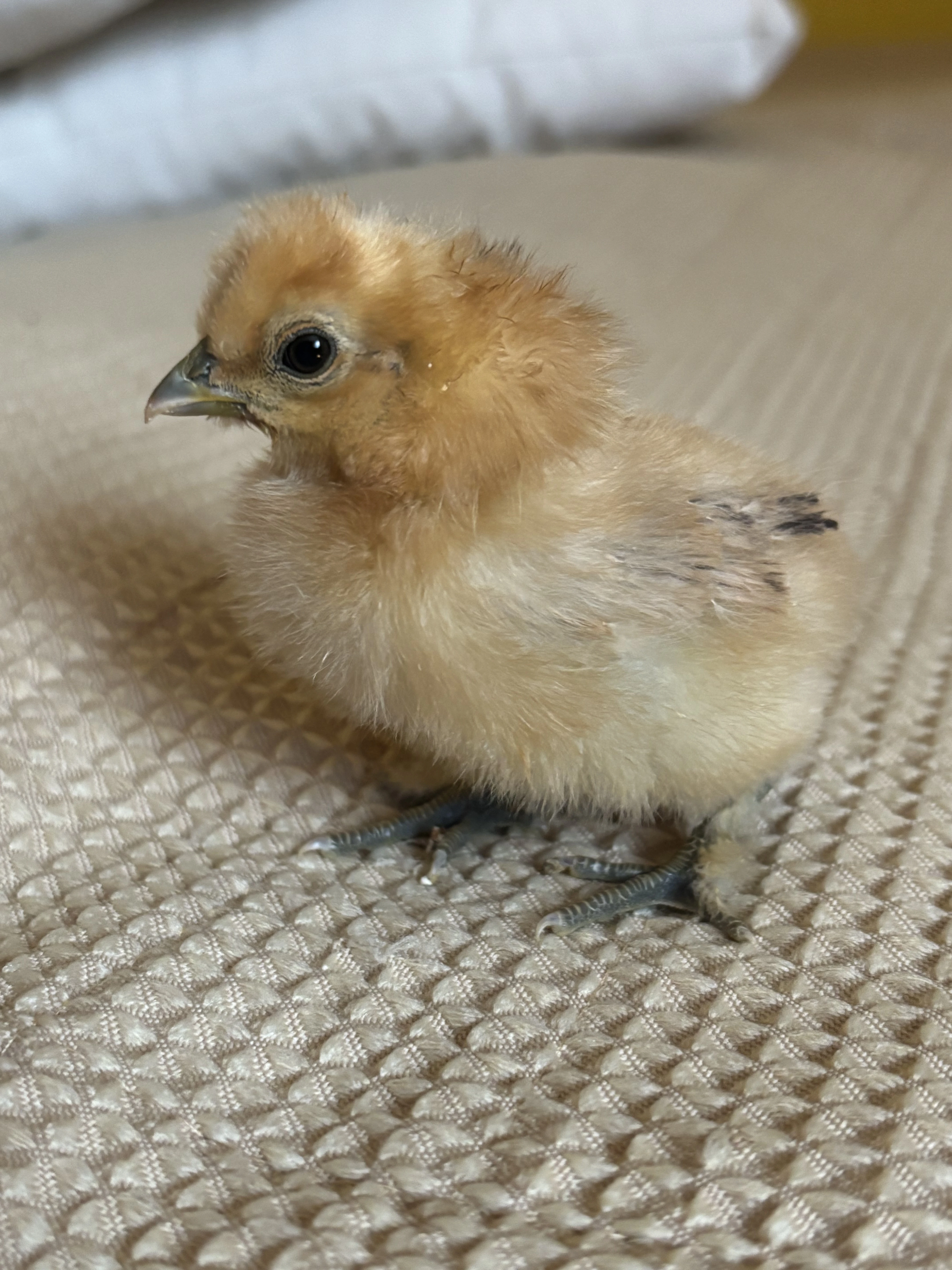 Kuřátka Hedvabničky velké vousaté