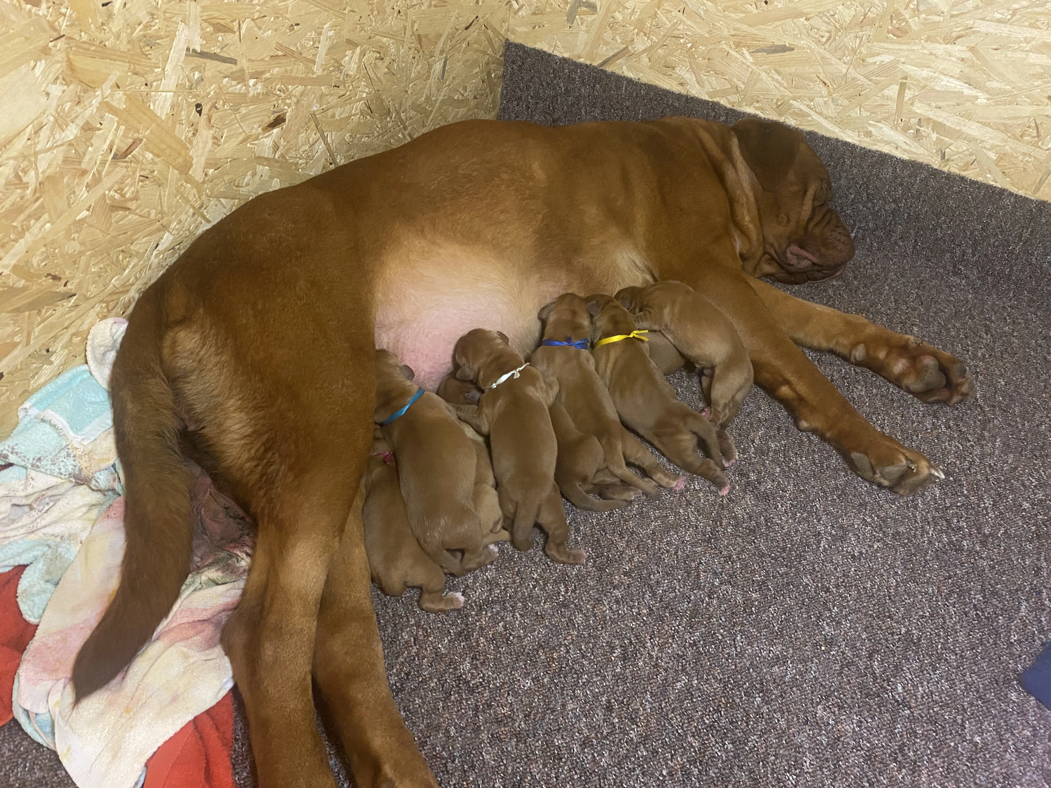 Bordeauxská doga s PP