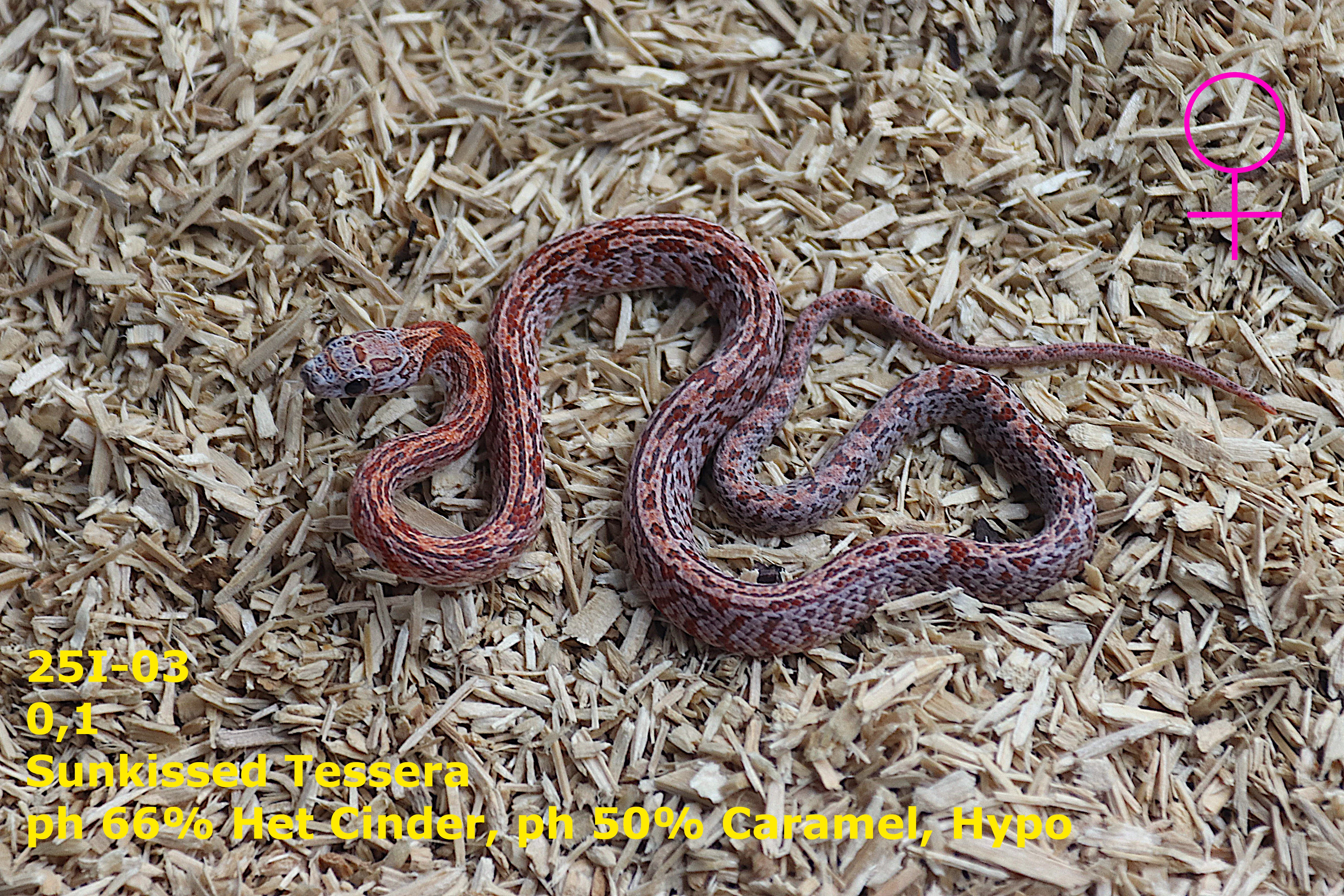 Užovka červená (P. guttatus) - Shatter, Sunkissed