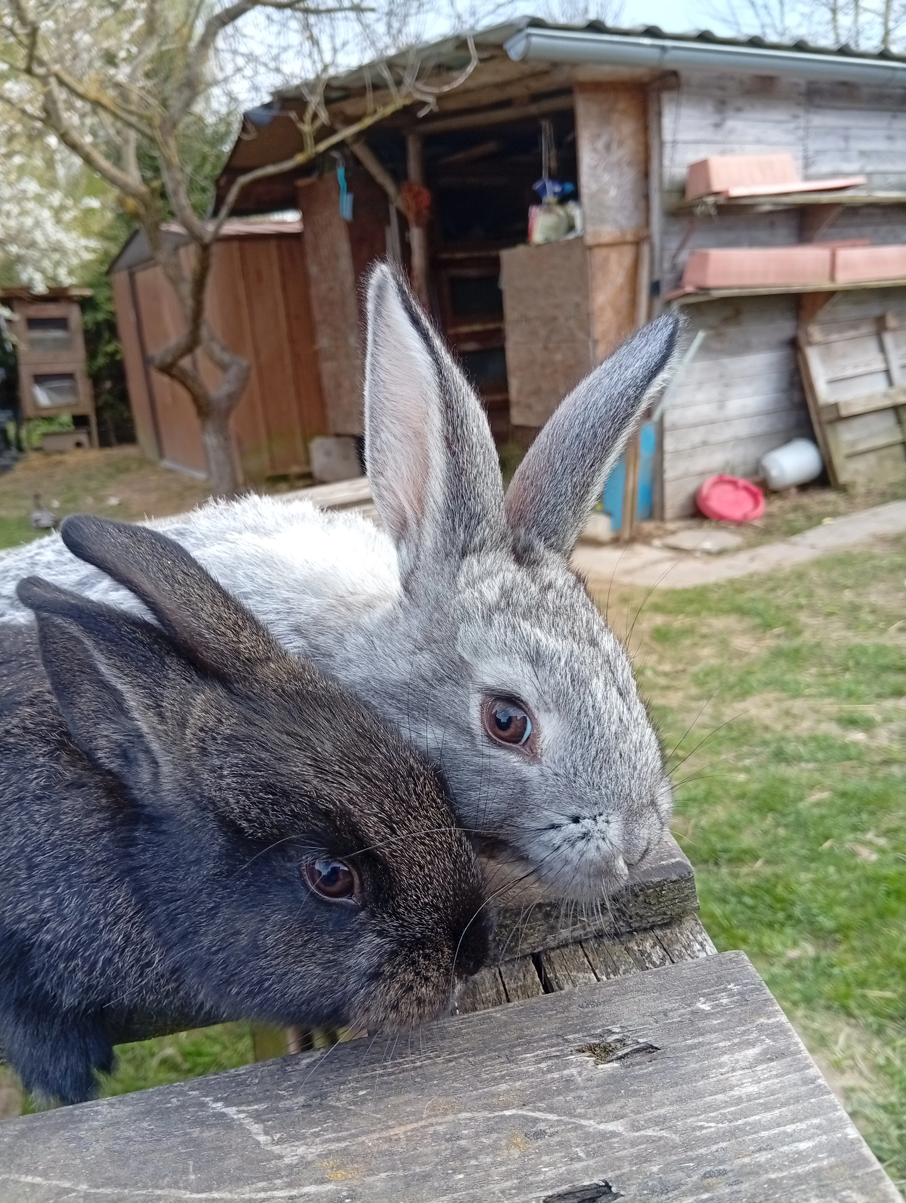 Kříženci čincila velká