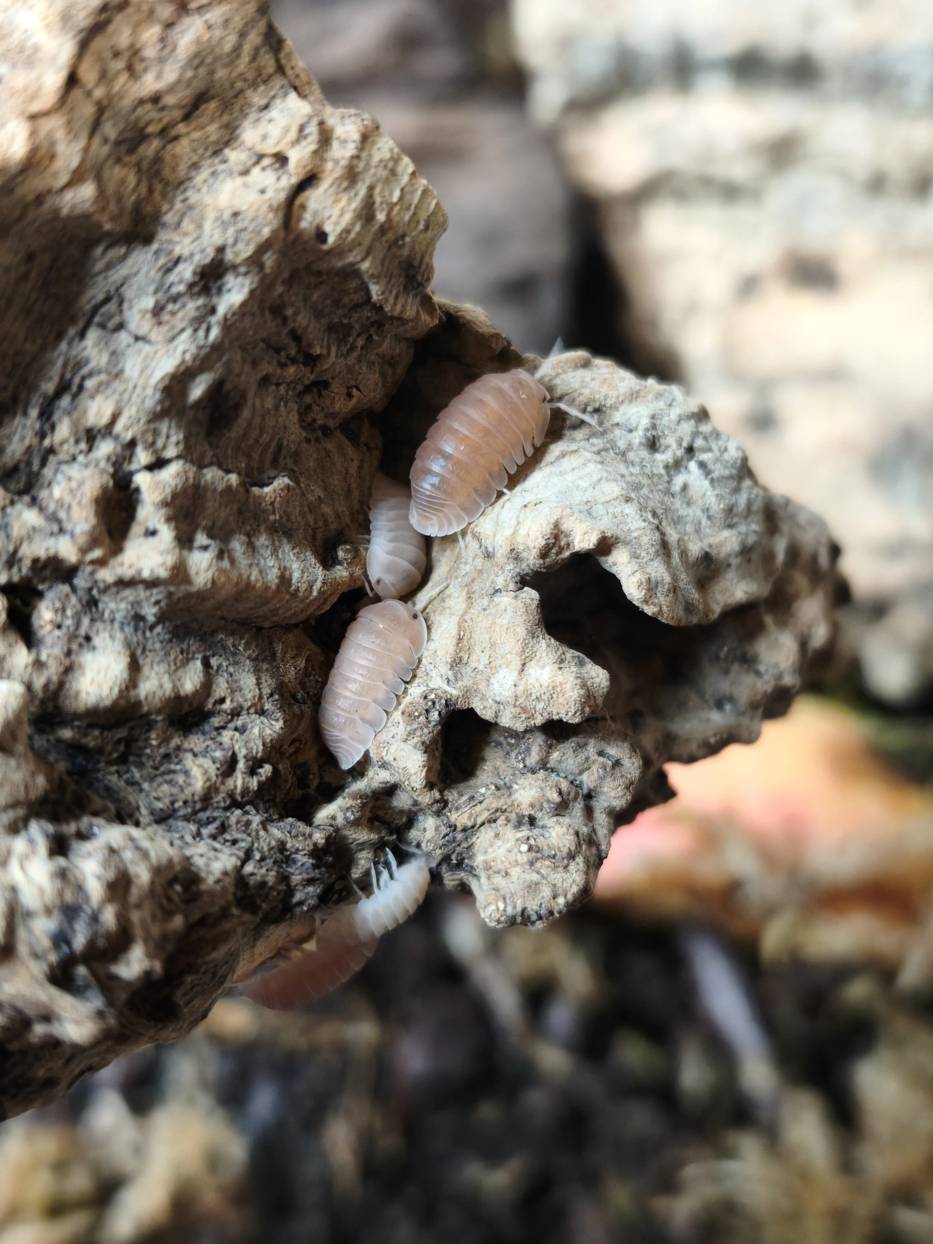 Isopody·stínky - Bulk/balíčky - posílám