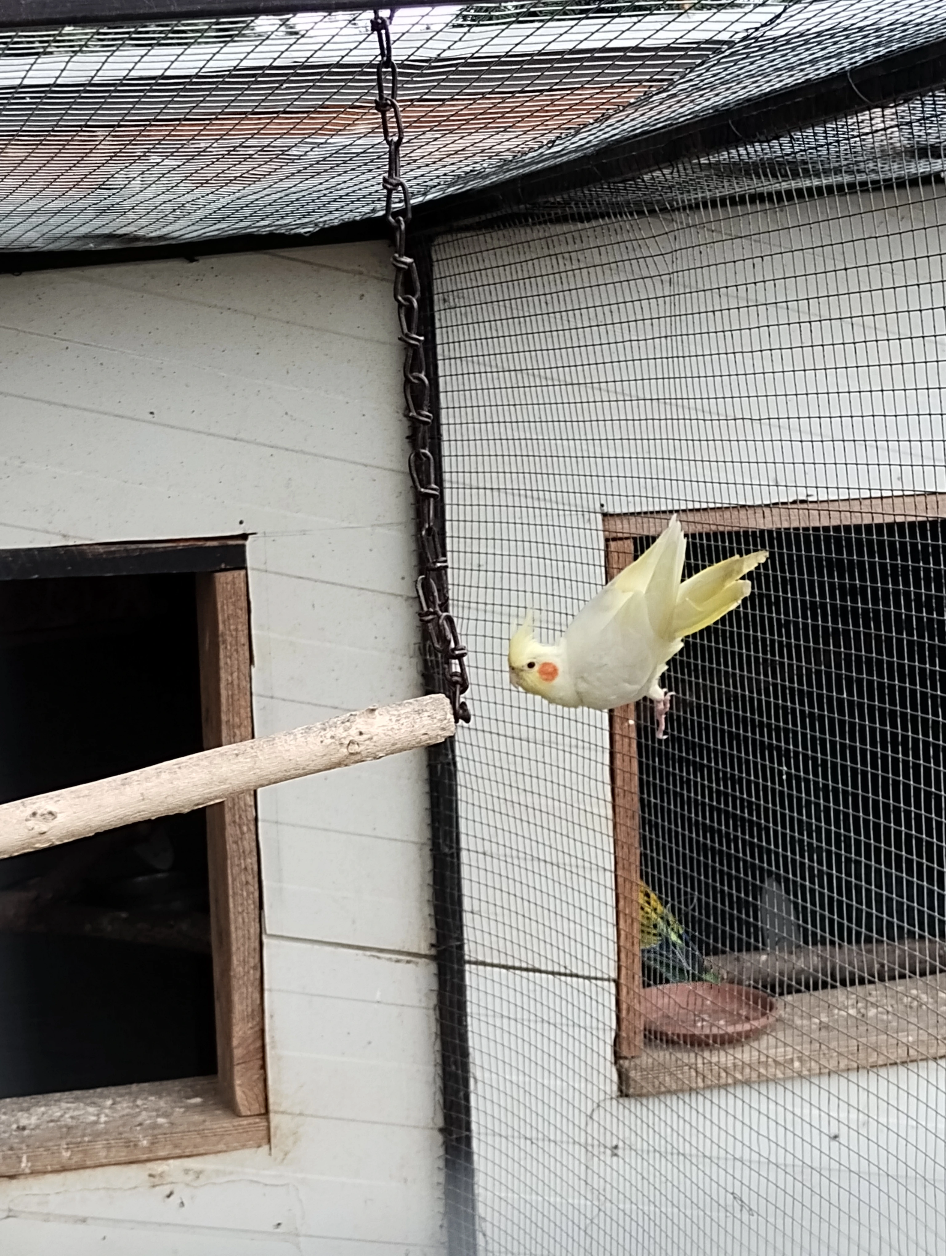 Korela lutino - Samec