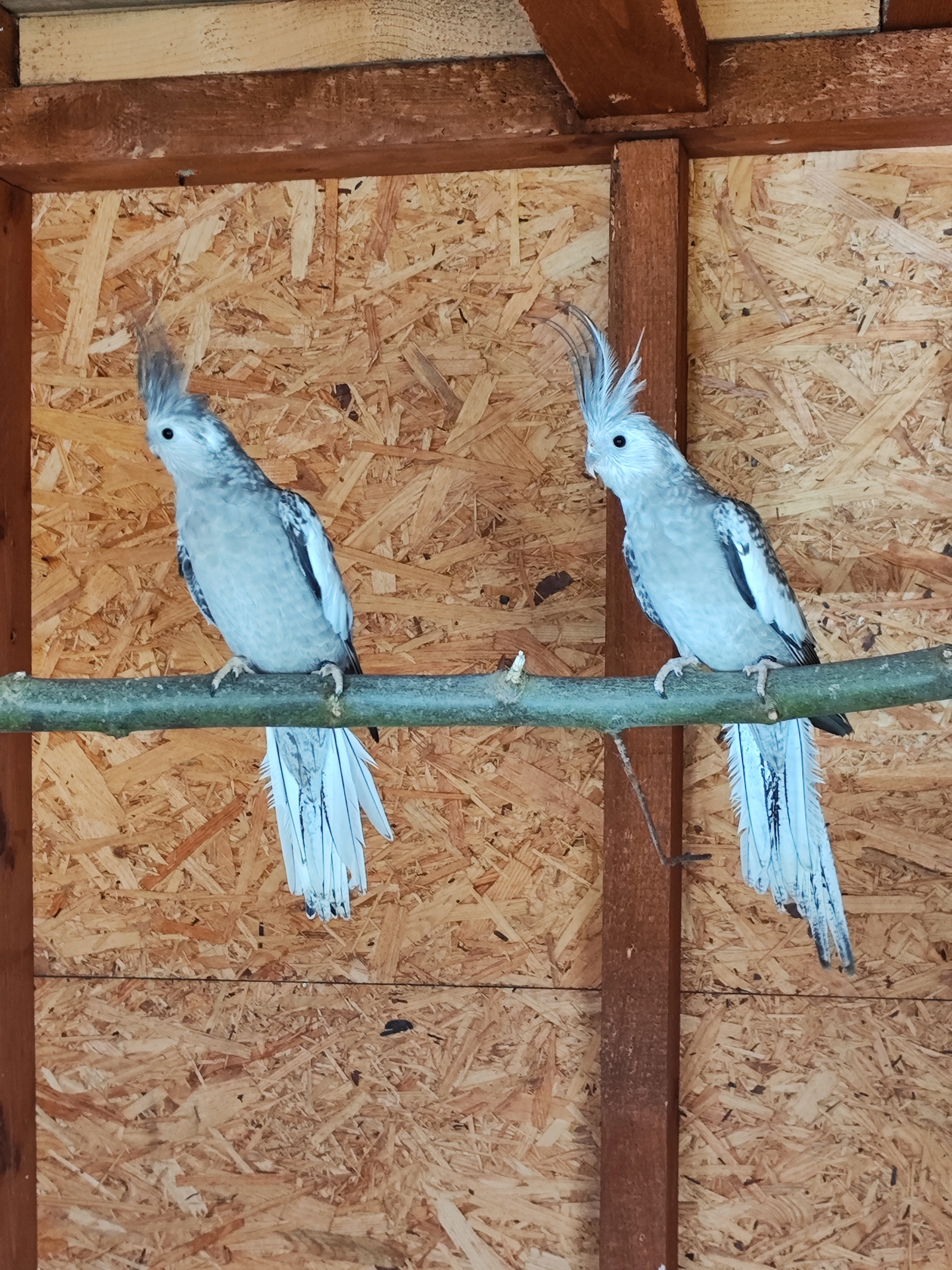 Mladé samičky Korely bělohlavé