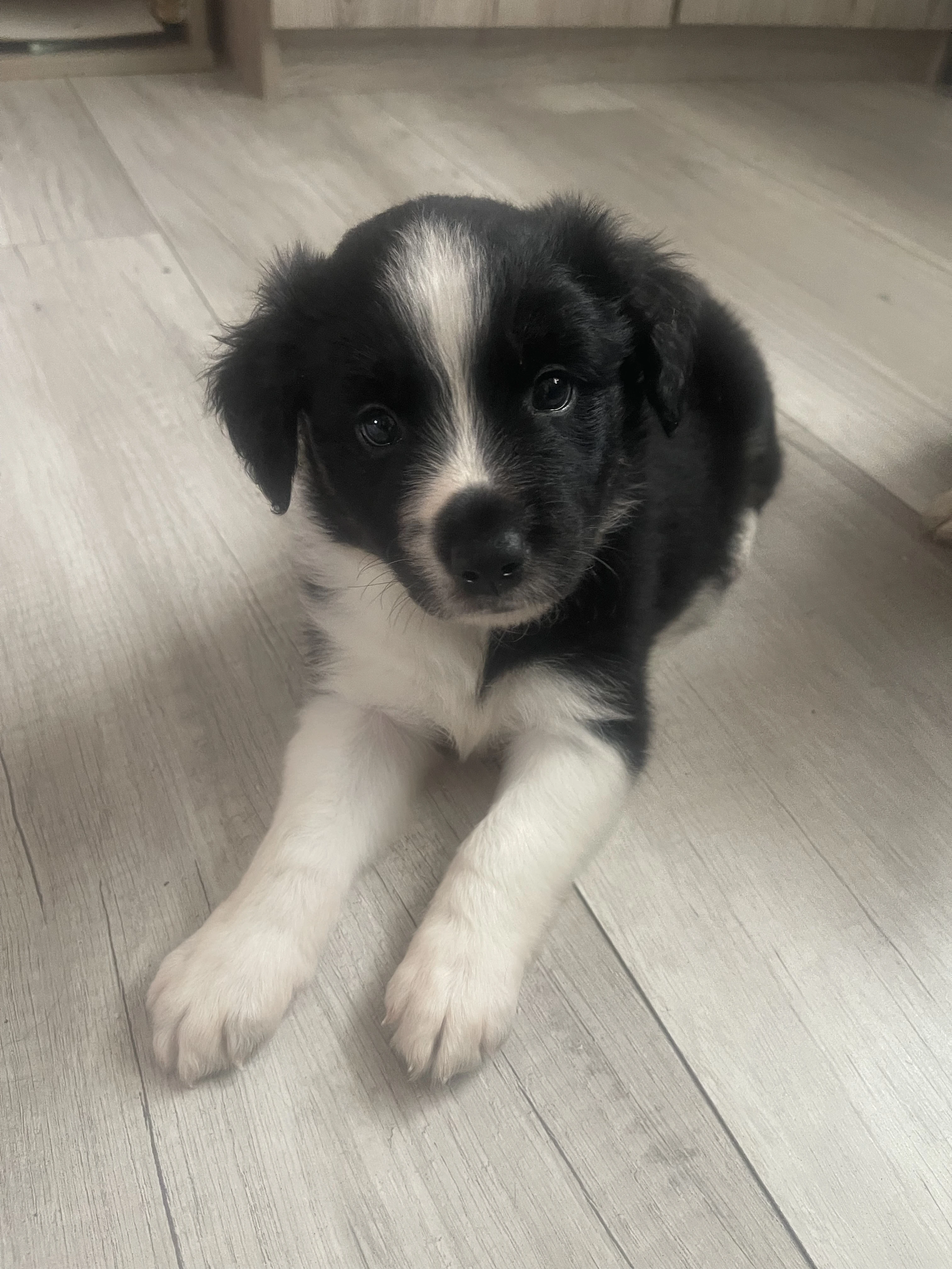 Štěňátka ihned k odběru