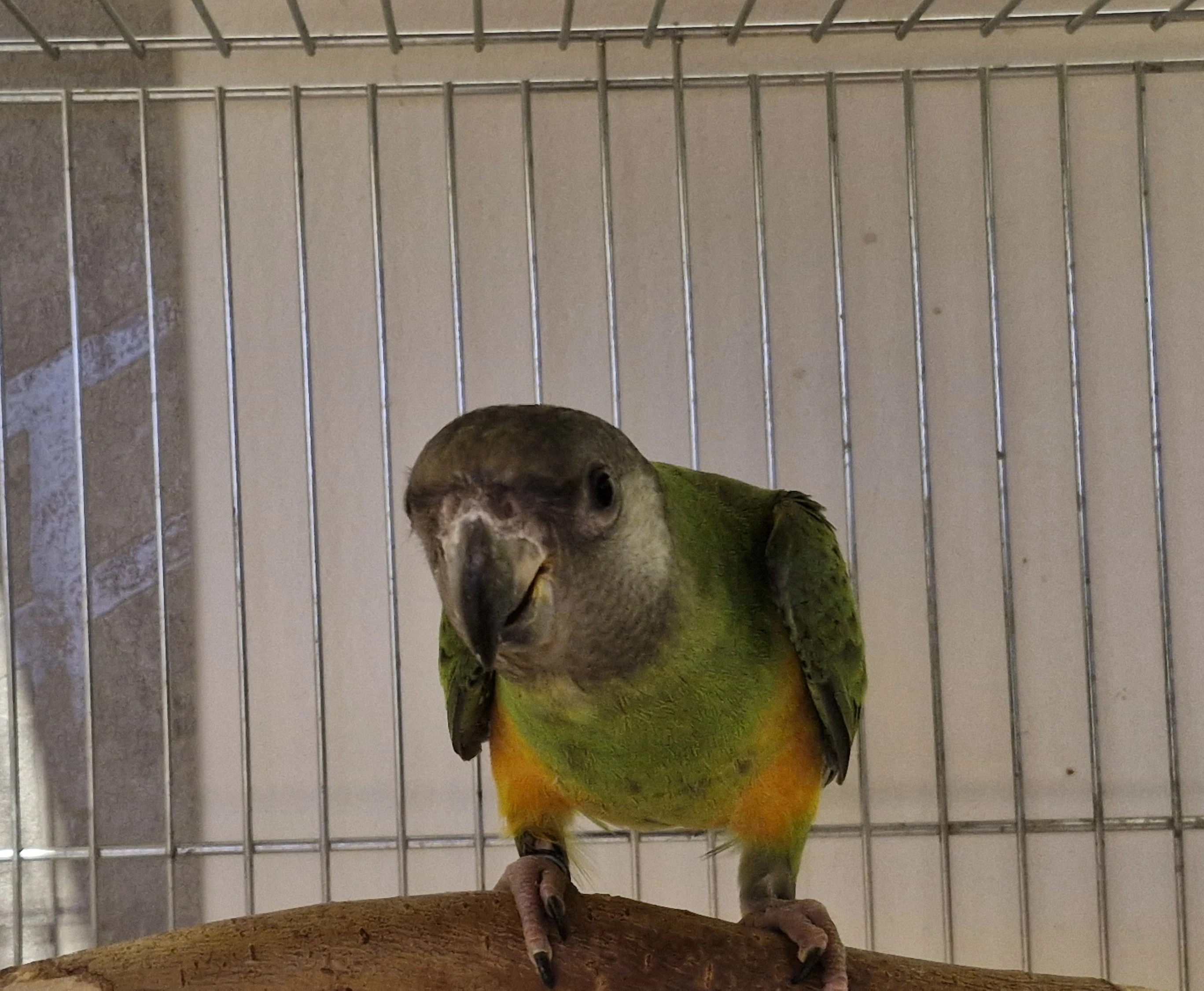 Papoušek senegalský samec