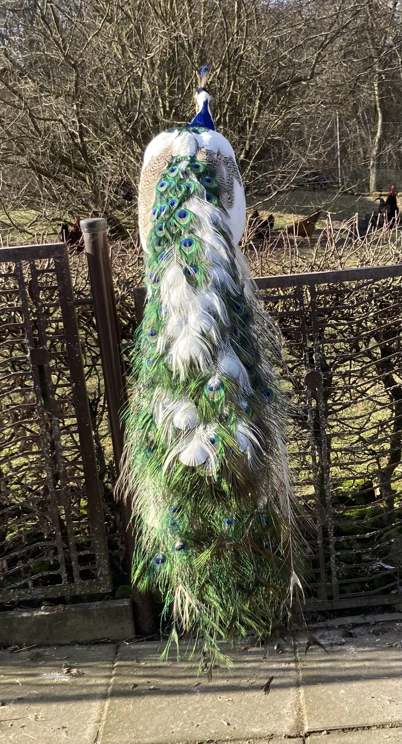 Páv modrý, bílý, strakatý, harlekýn