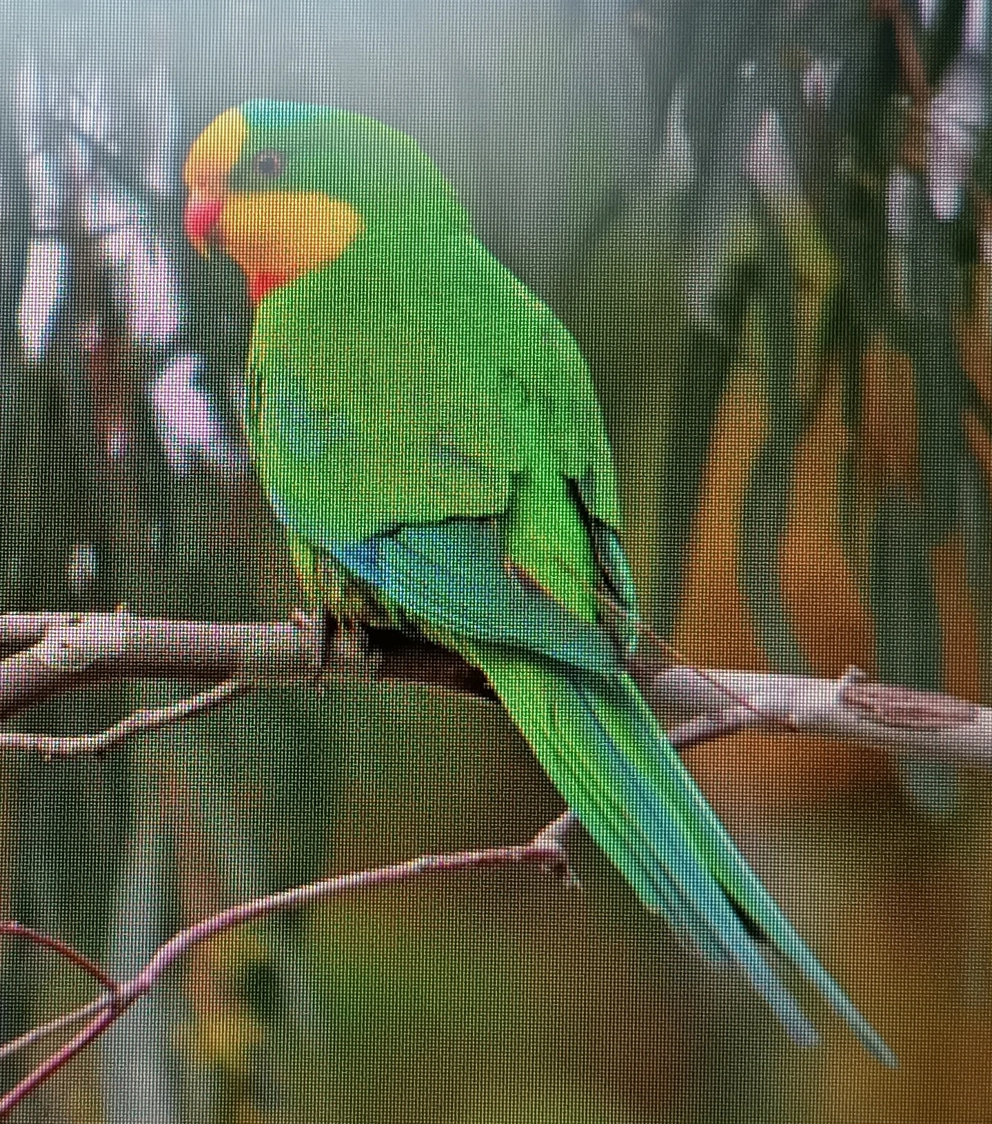 Papoušek nádherný (baraband) - pár