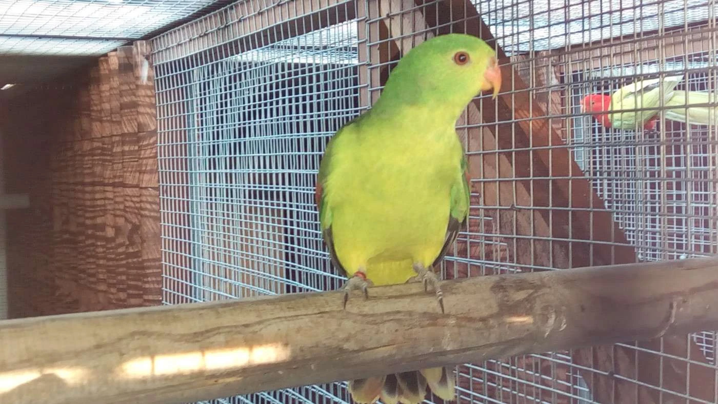 Papoušek červenokřídlý žlutý