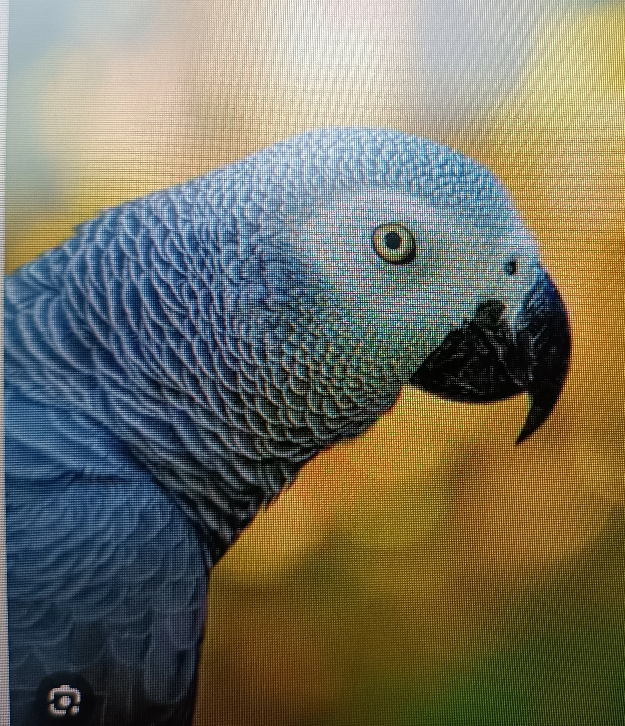 Prodám dva papoušky šedé - samice - žako