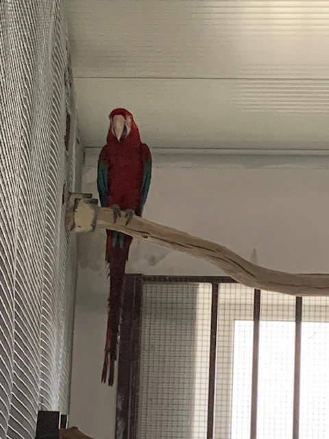 Amazoňan žlutokrký