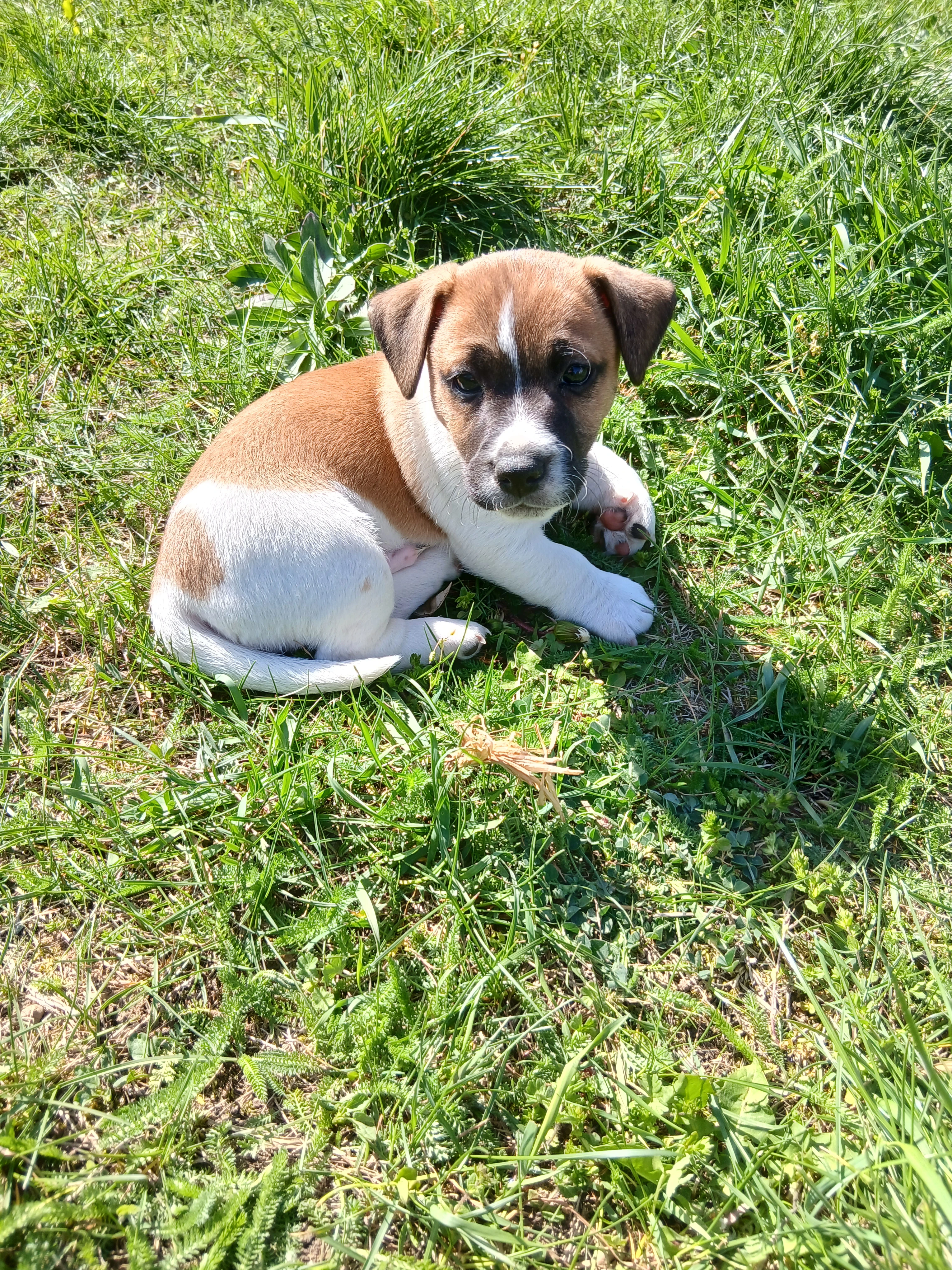 Prodám štěňátka, typ Jack russell teriér bez pp