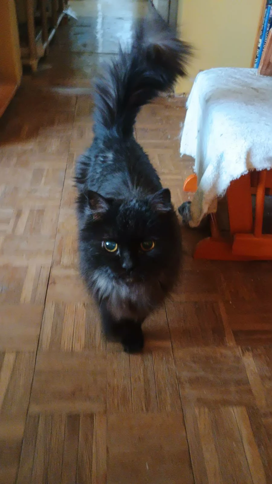 Dvě starší kočičky do dobrých rukou