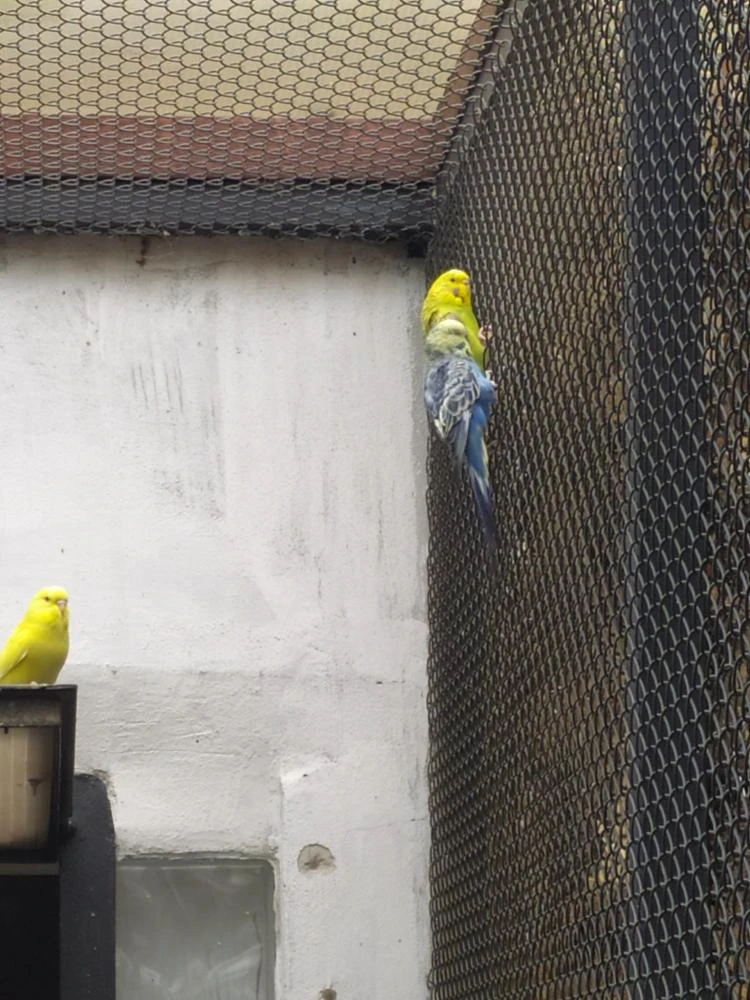 Andulky 1/26 až 2/26