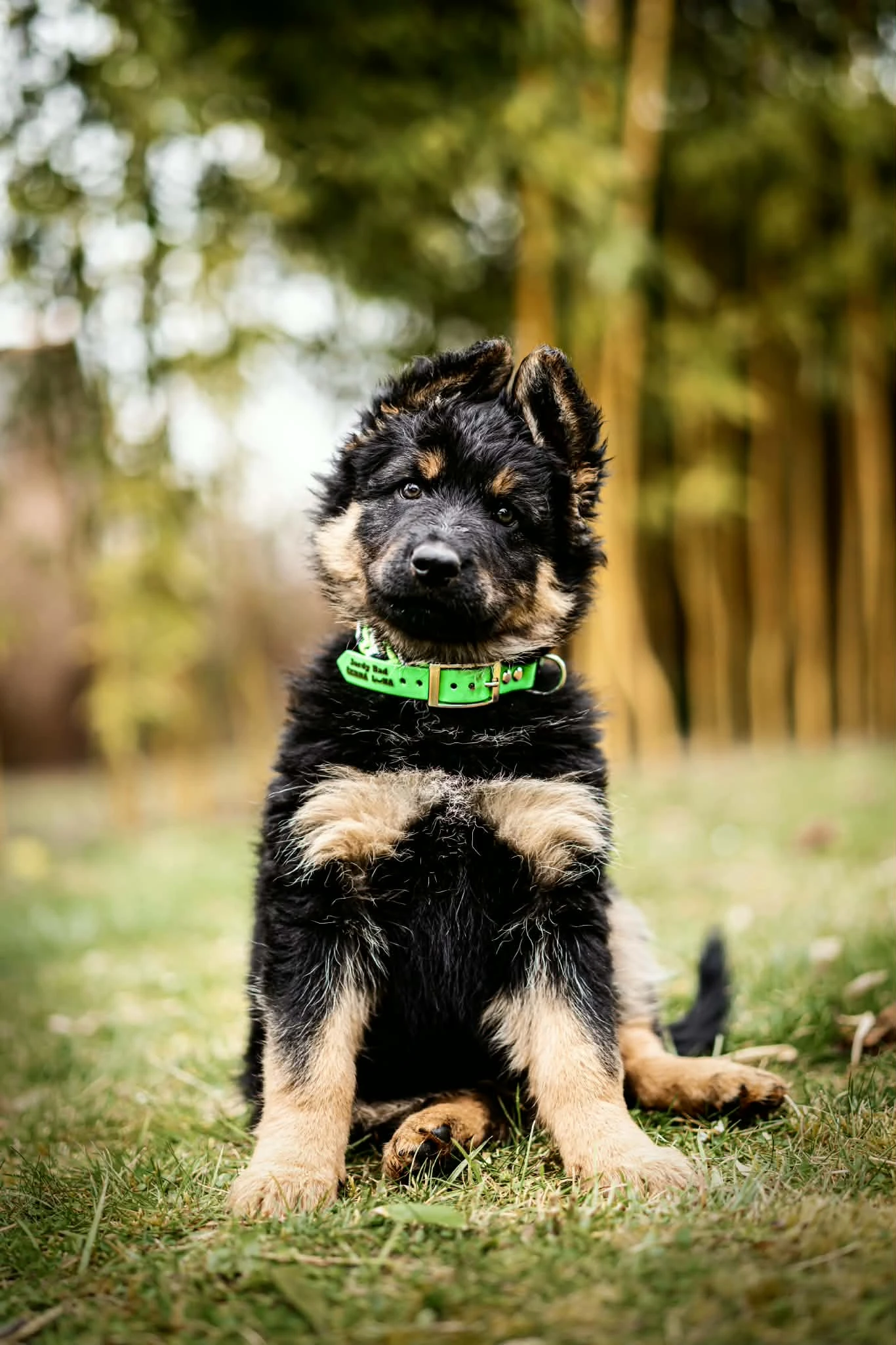 Chodský kluk k odběru