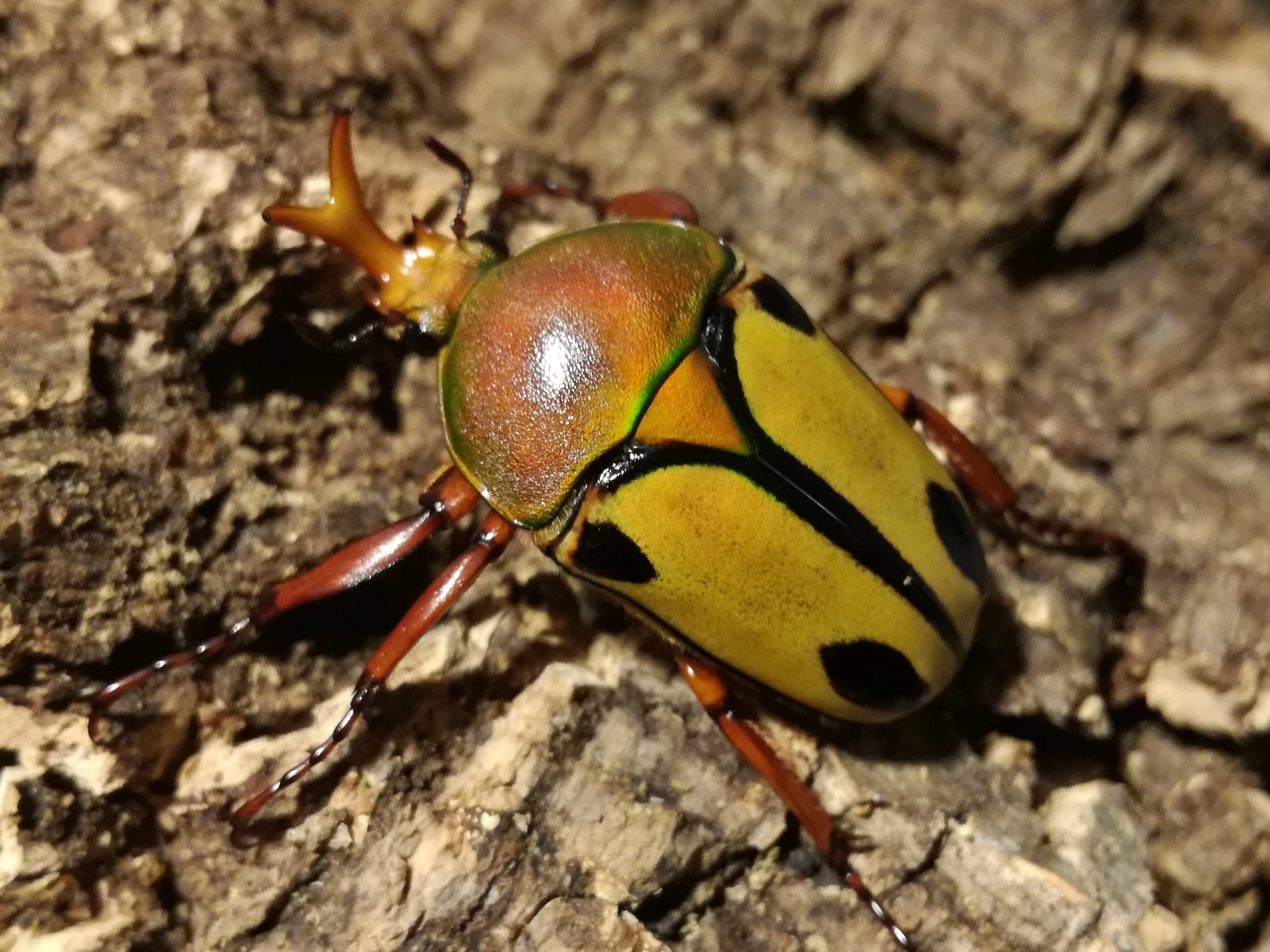 Eudicella trilineata - Larvy