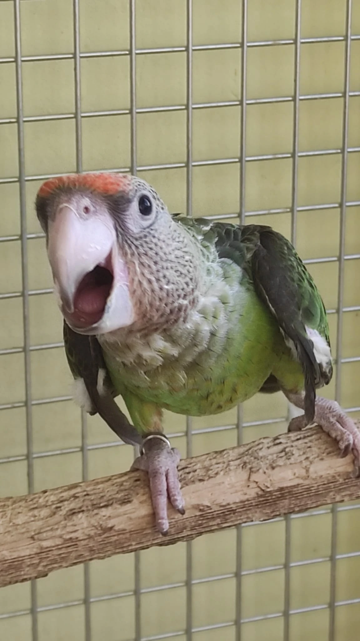 Papoušek šedohlavý - Poicephalus fuscicollis