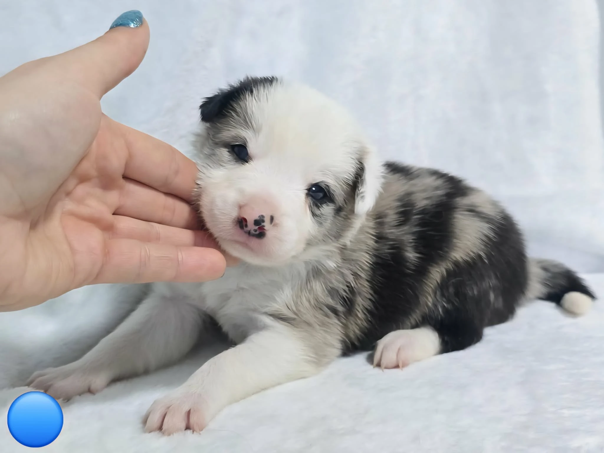 Border kolie Štěňátka s vyšetřením s PP - 1