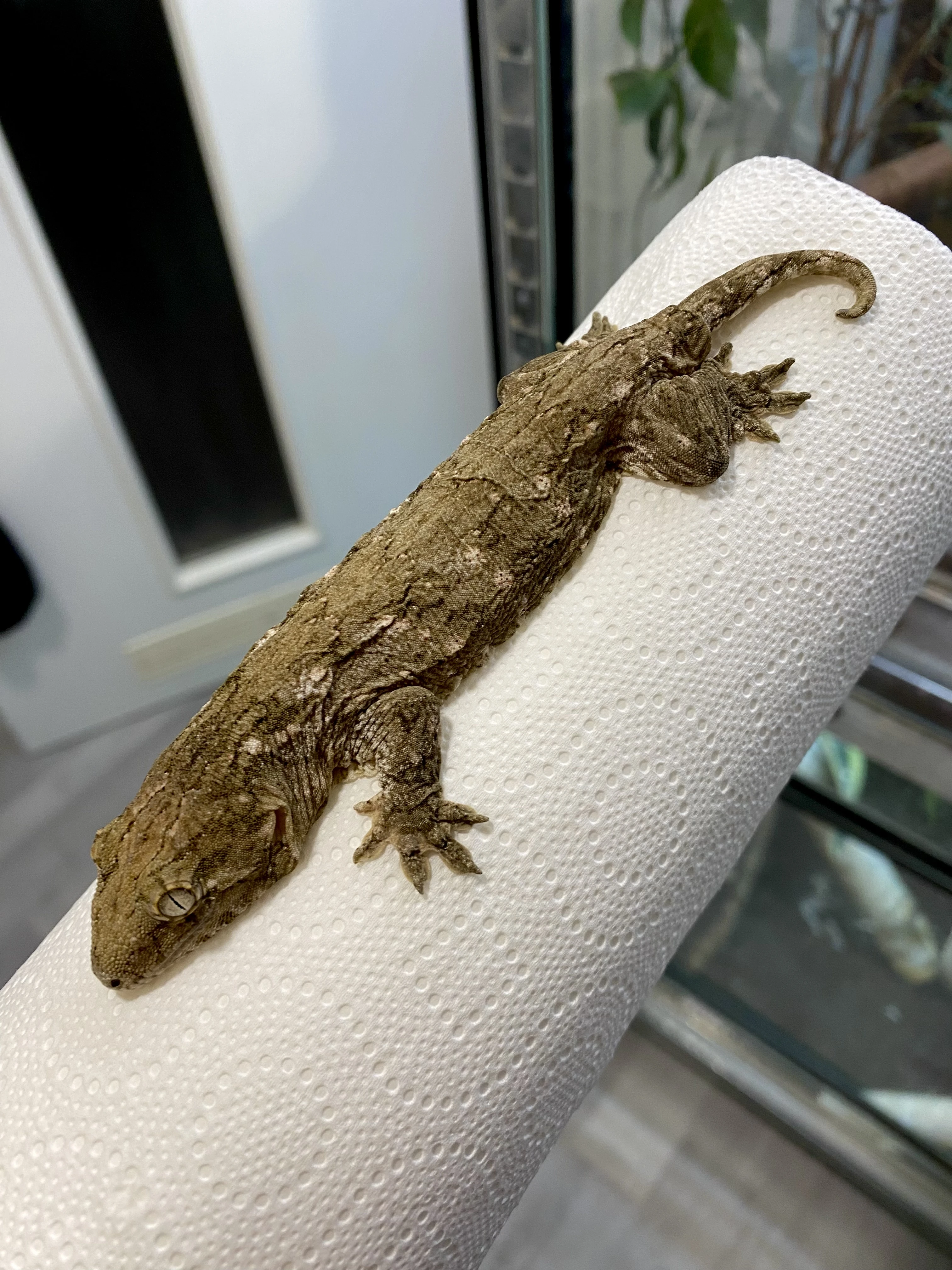 1.0 R. Leachianus Mt. Koghis