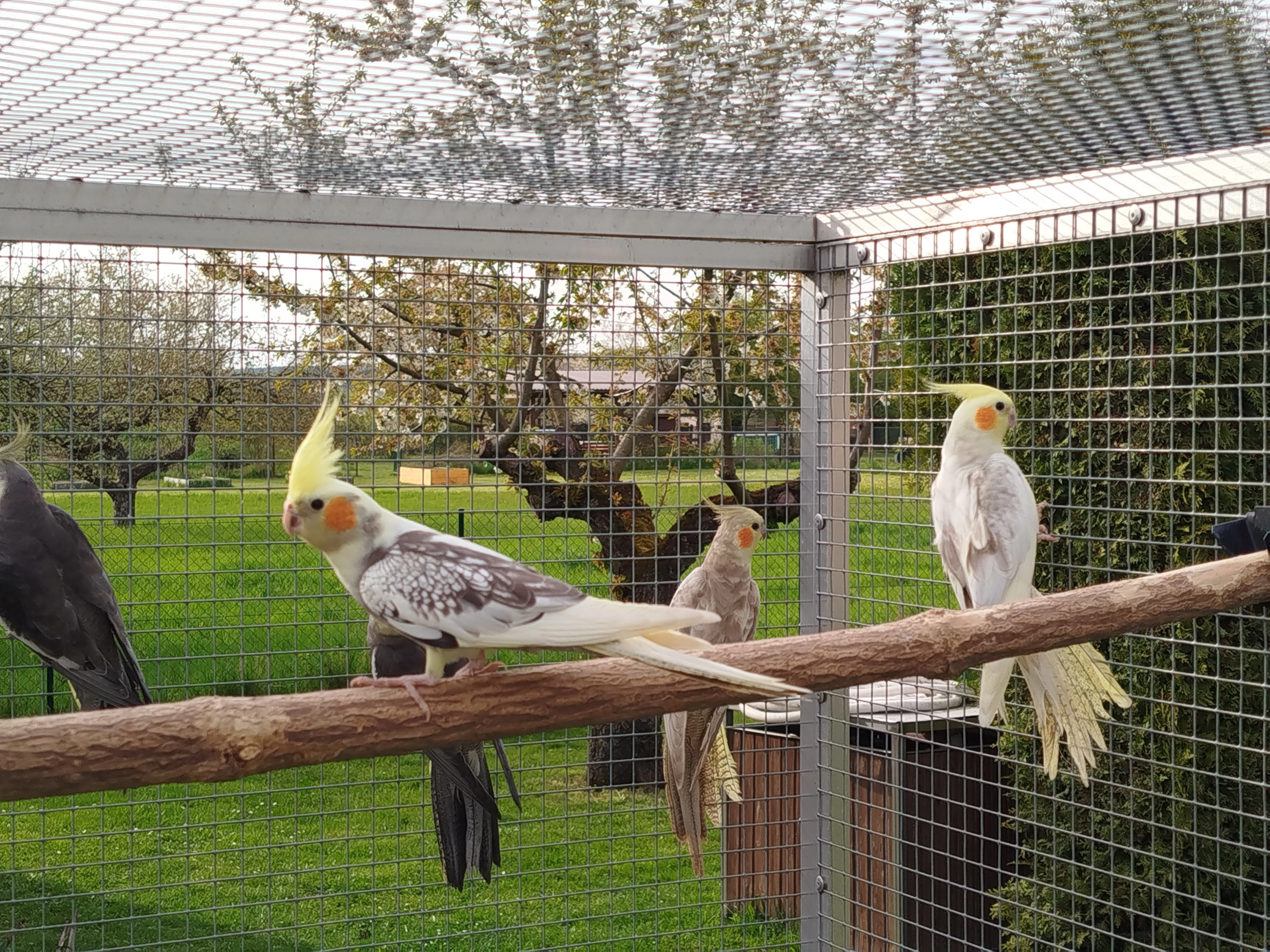 Prodám loňské korely