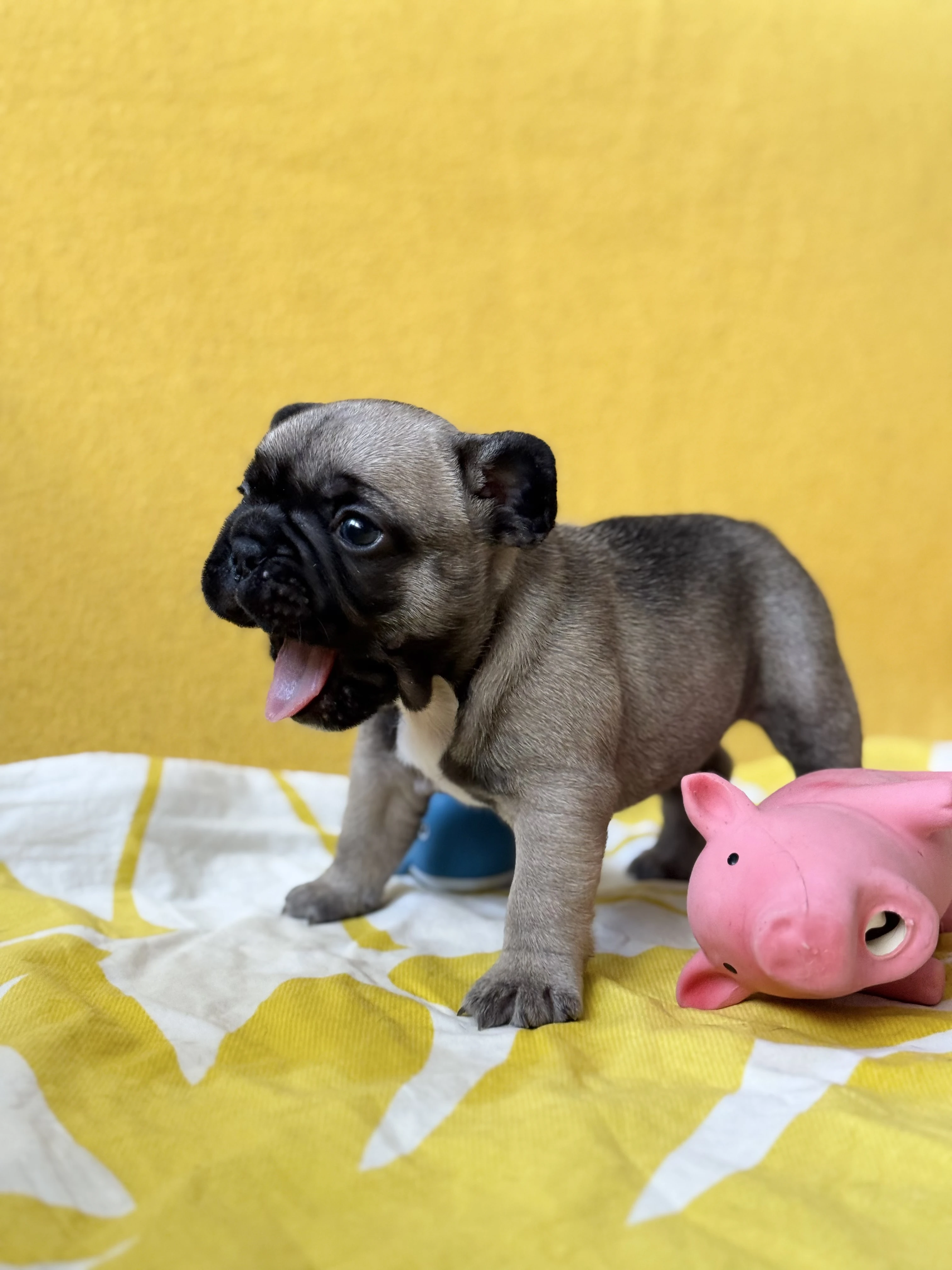 Francouzský buldoček – štěňata s PP (FCI)