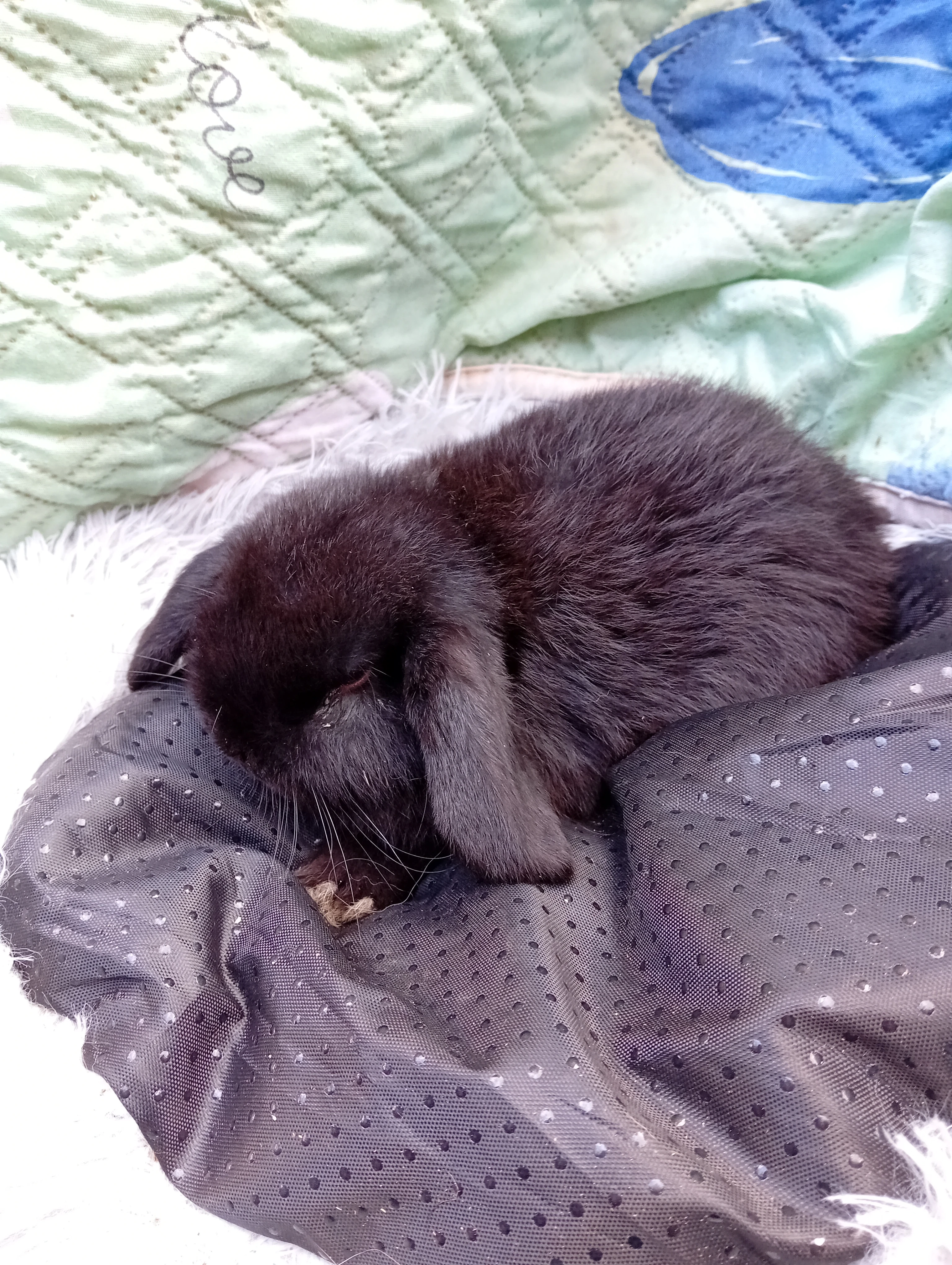 Zakrsli beranci vrh l