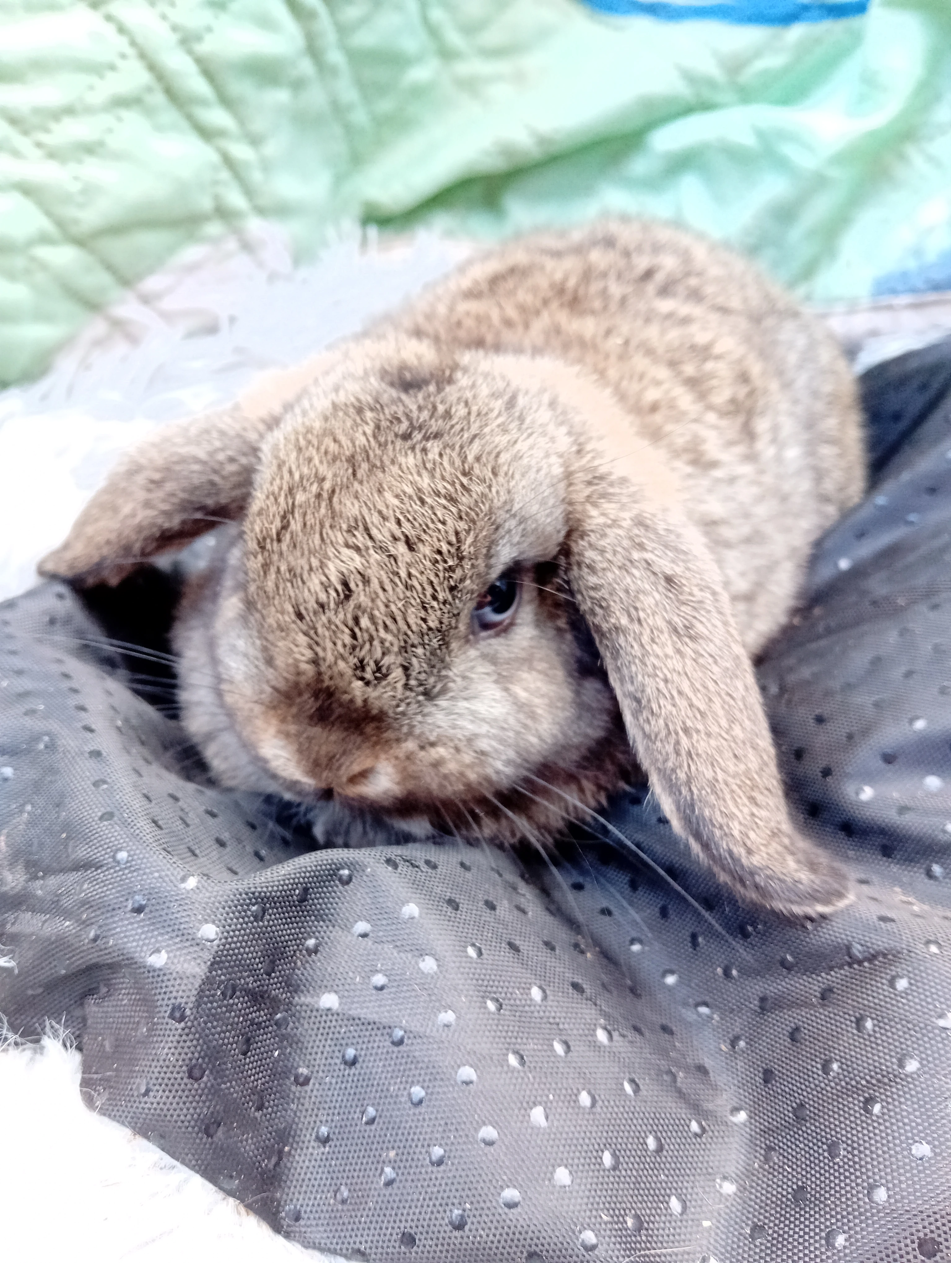 Zakrslý beránek L1