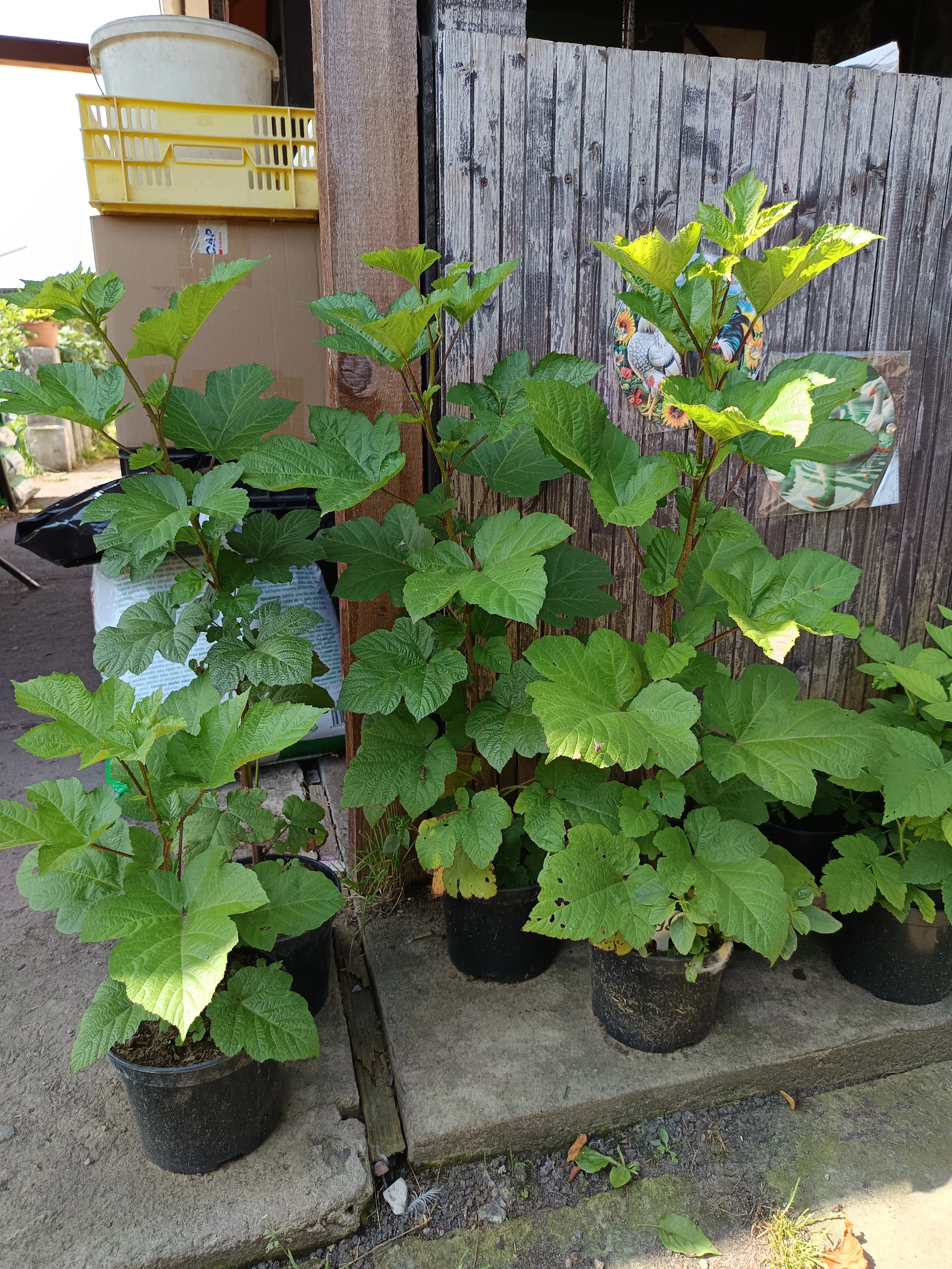 Maliník stromečkovitý