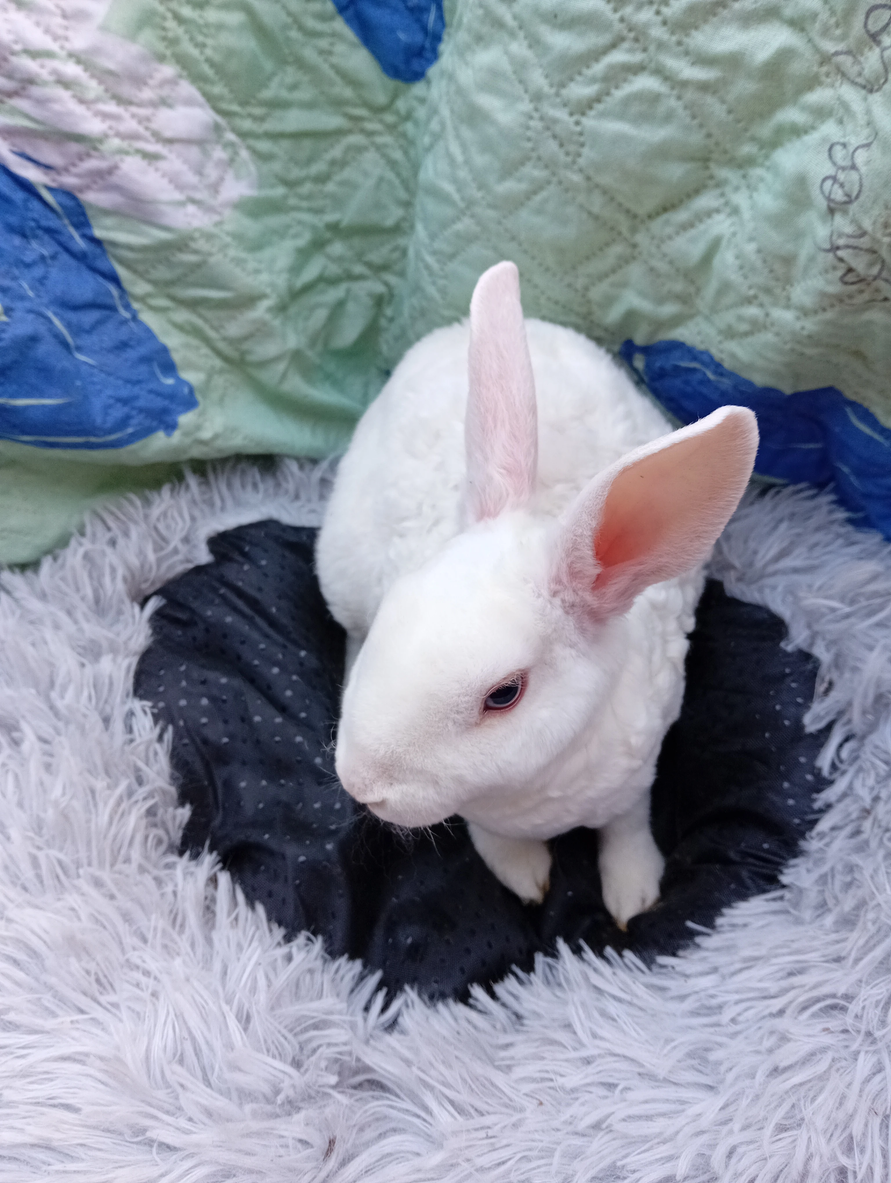 Zakrslý králíček rex I7