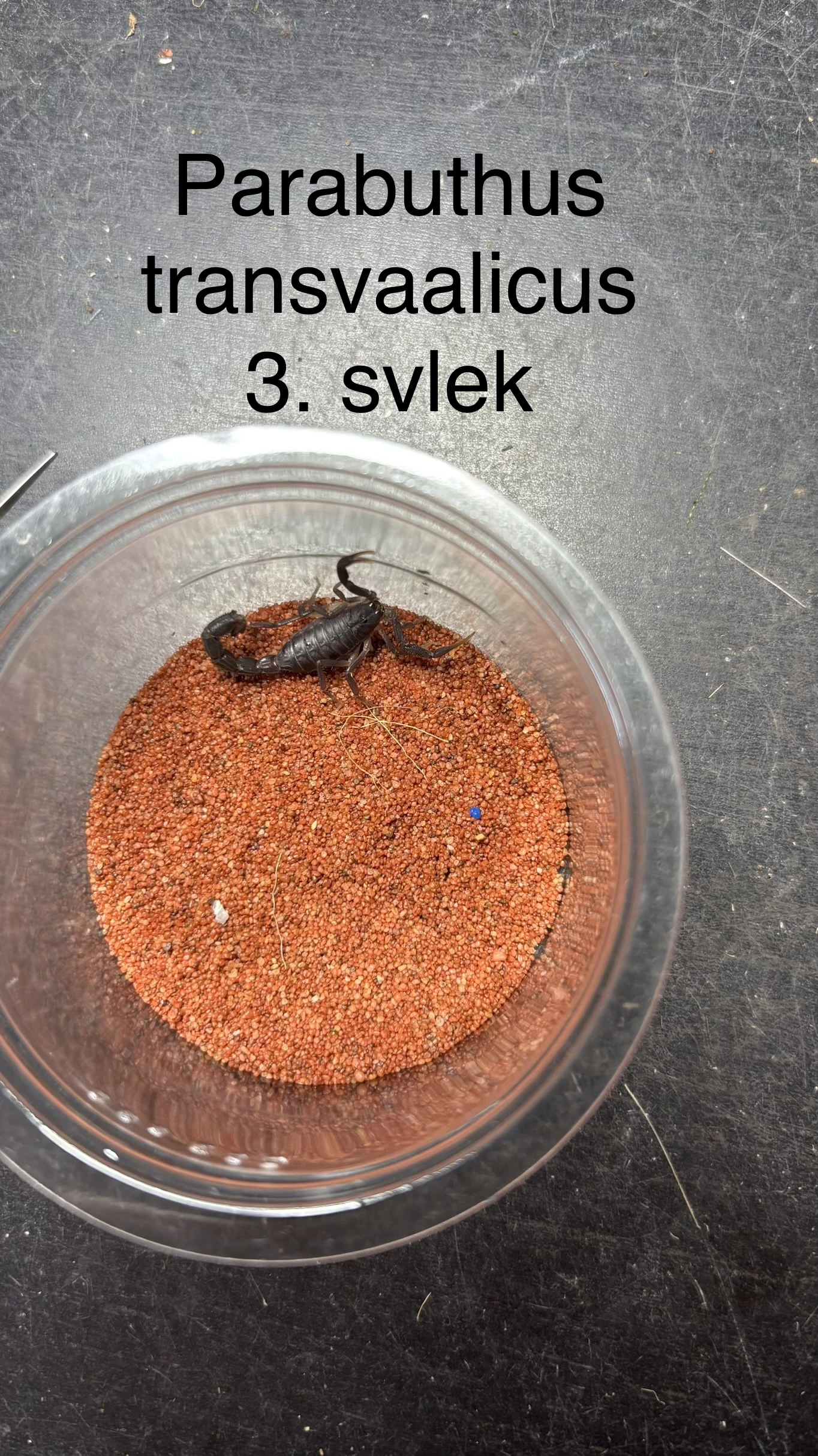 Štíři - aktuální nabídka 1.5.