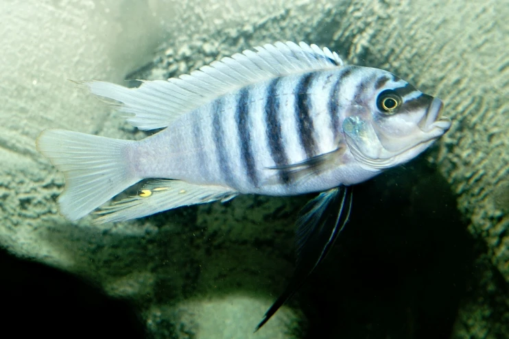 Tlamovci Malawi, Tanganyika