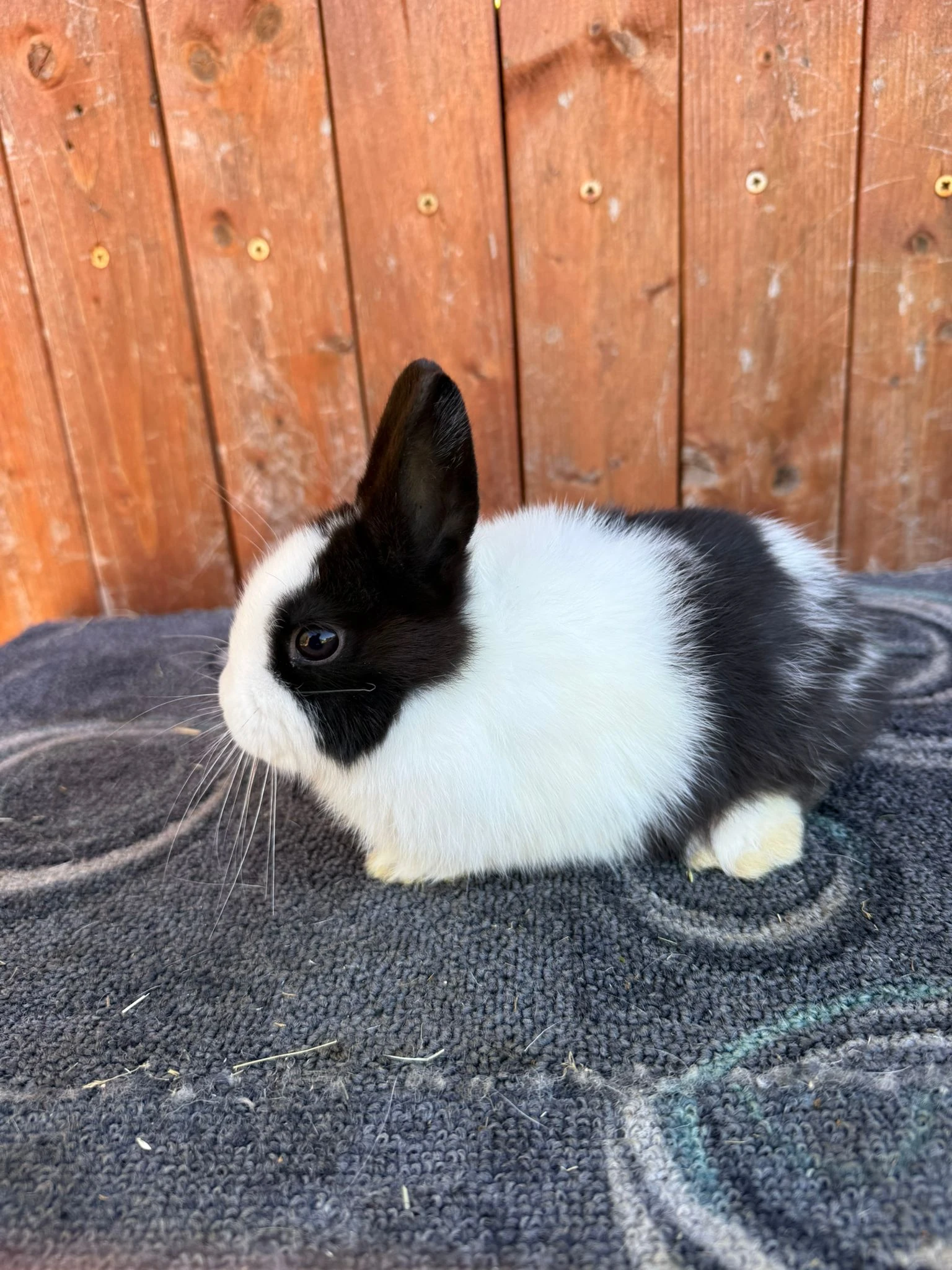 Zakrslík