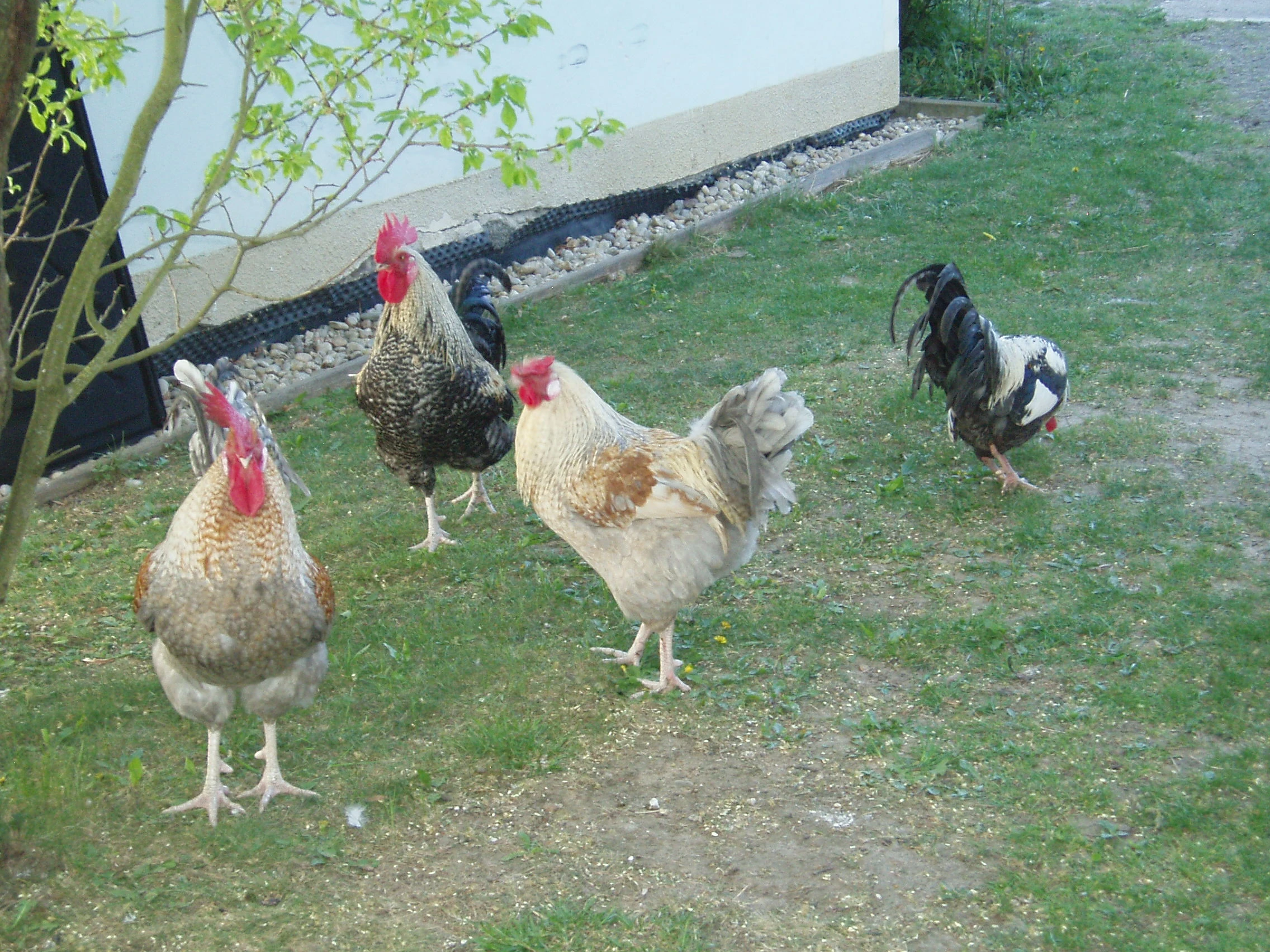 Prodám kohouta, kohouty, kohoutky do chovu