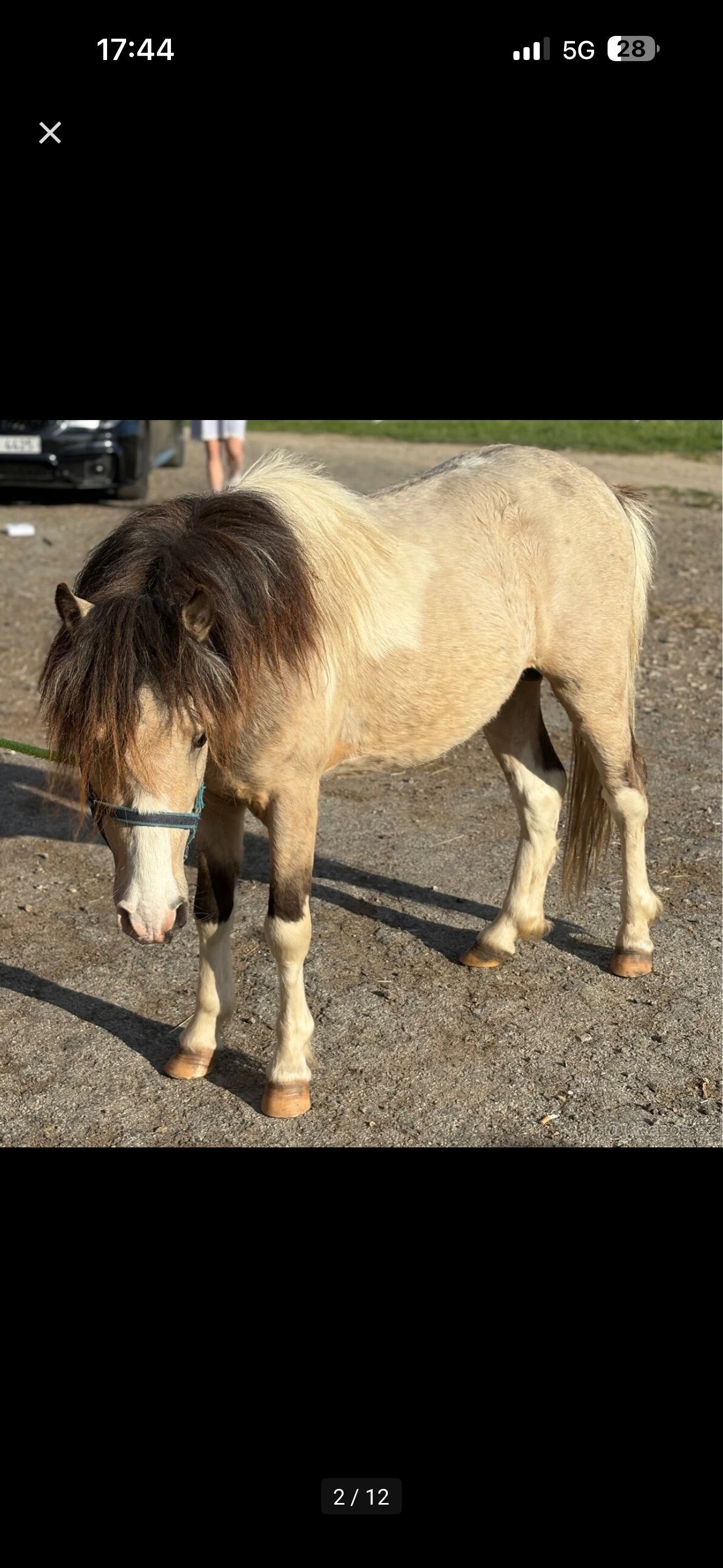 Výjimečně zbarvený pony valach