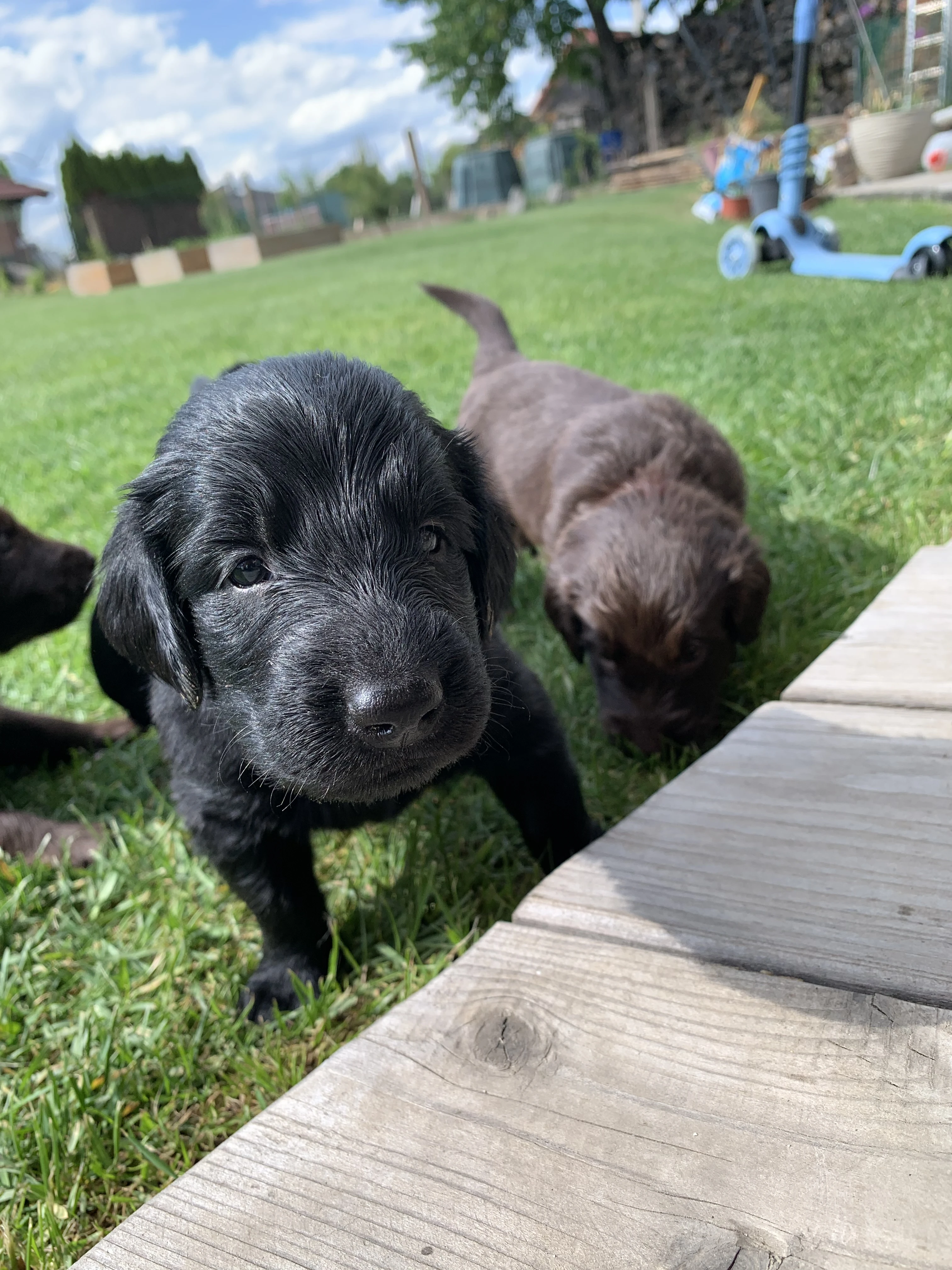 Prodáme štěňátka Flat Coated Retrievra s PP