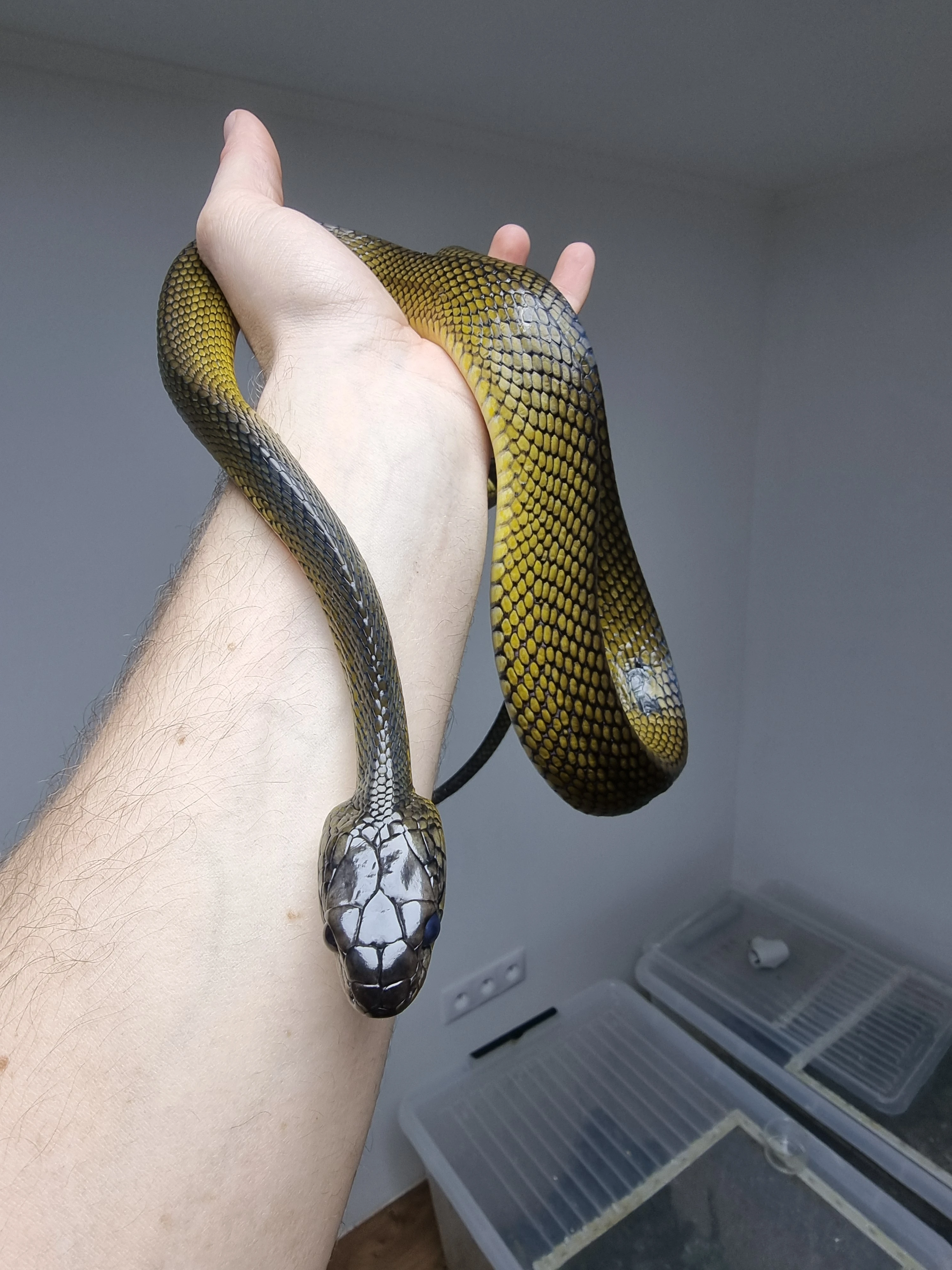 Boiga, Vipera,...
