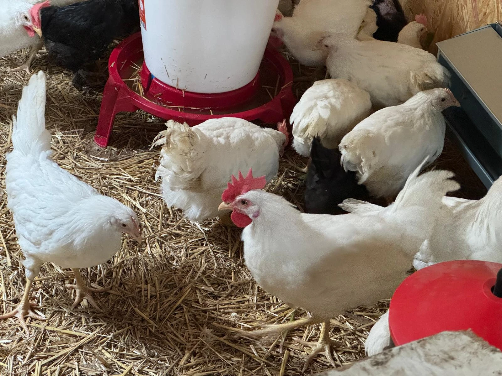 Leghorn - kohouti