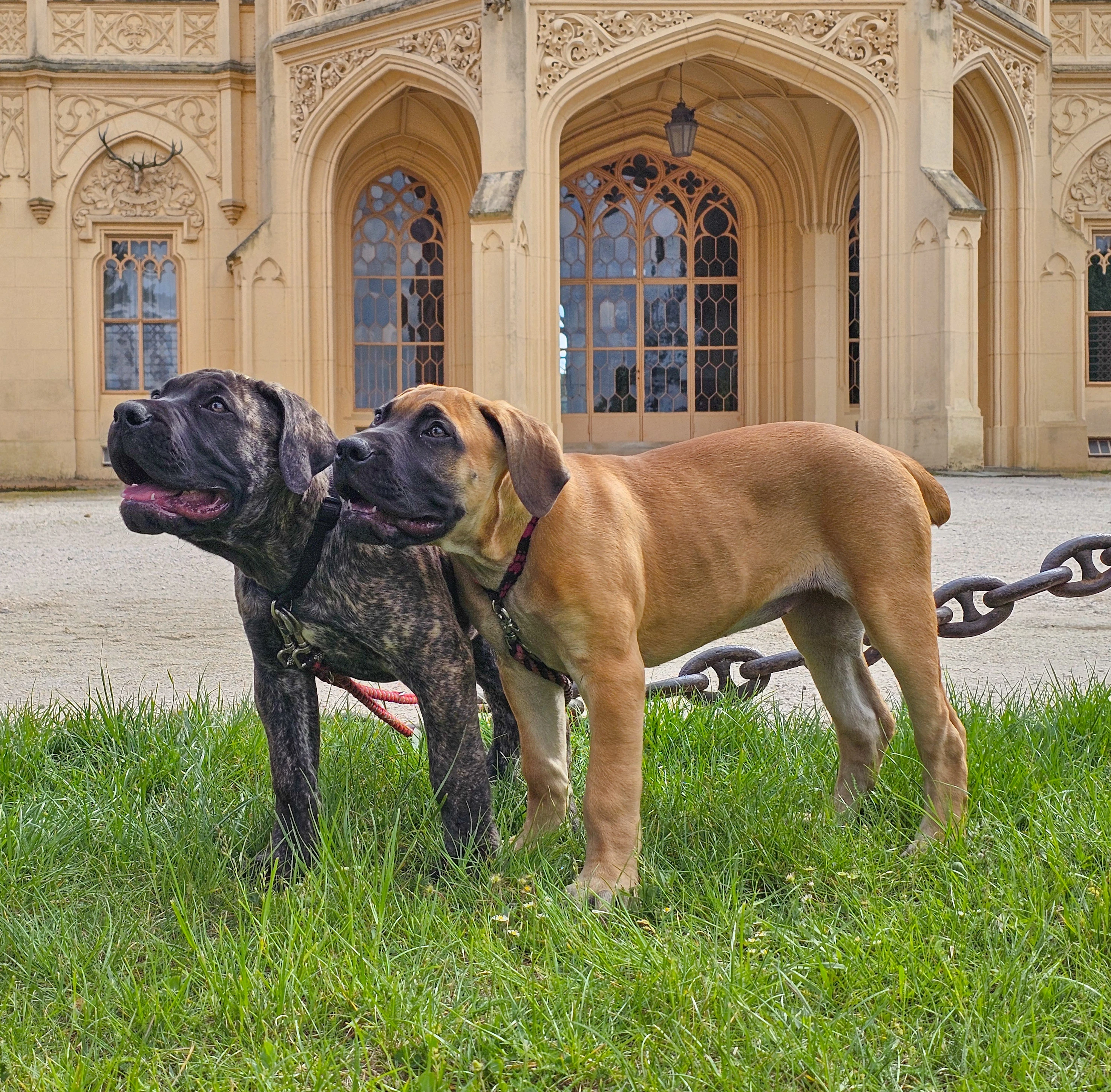 Boerboel FCI poslední 2 holky