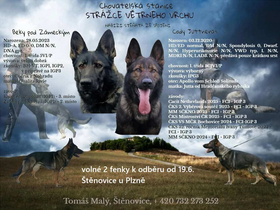 Štěňátka (2 fenky) německého ovčáka s PP