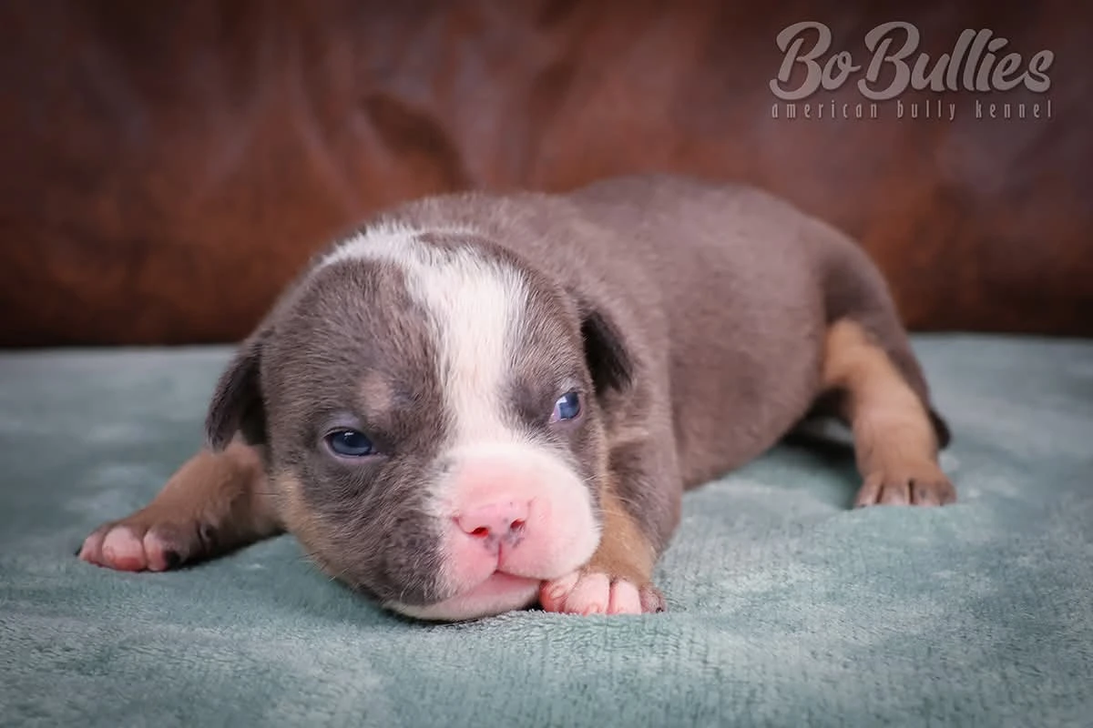 American bully pocket s PP