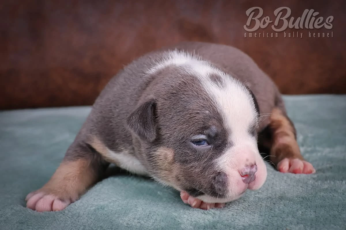 American bully pocket s PP