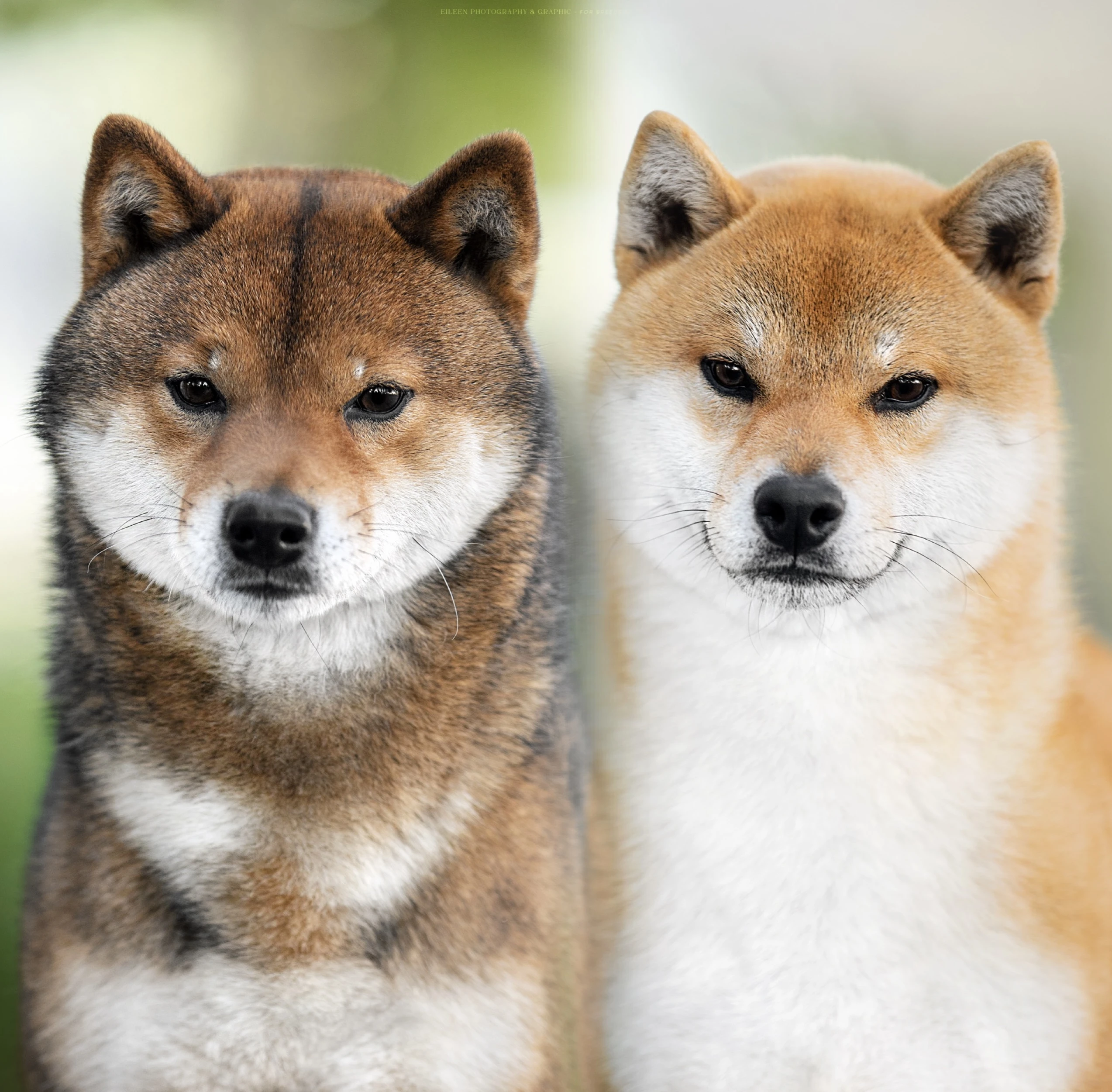 Shiba nabídka krycích psů
