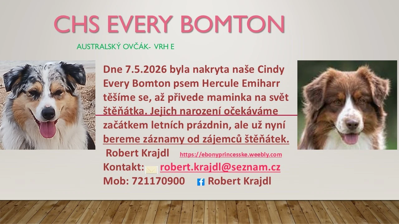 Australský ovčák- štěňata s PP