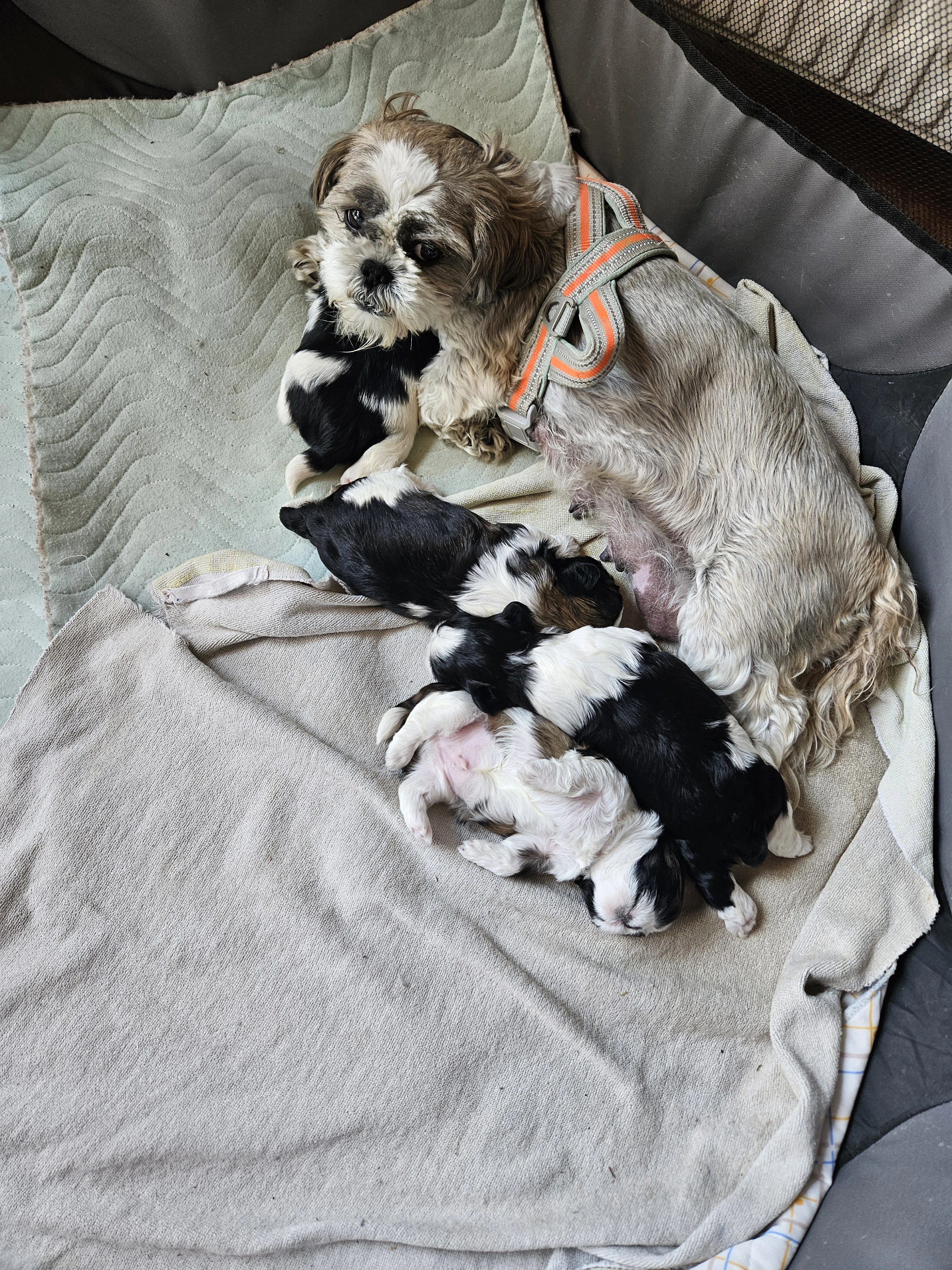 Shih-tzu