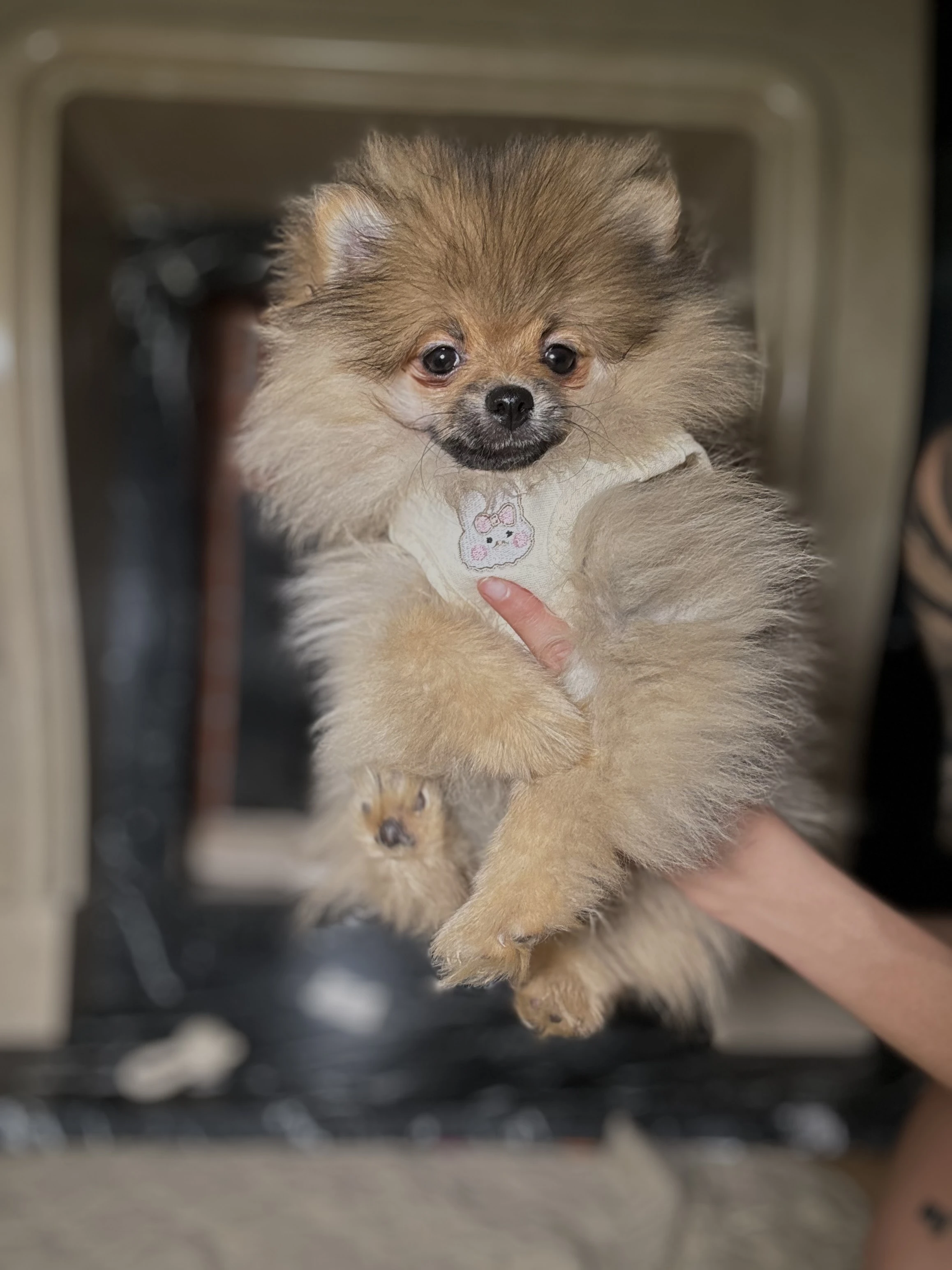Pomeranian s PP - fenka orange sable