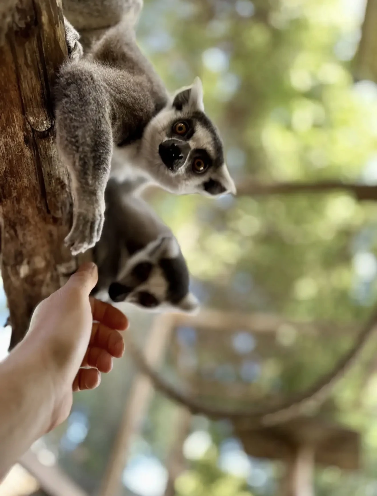 Lemur Katta - para