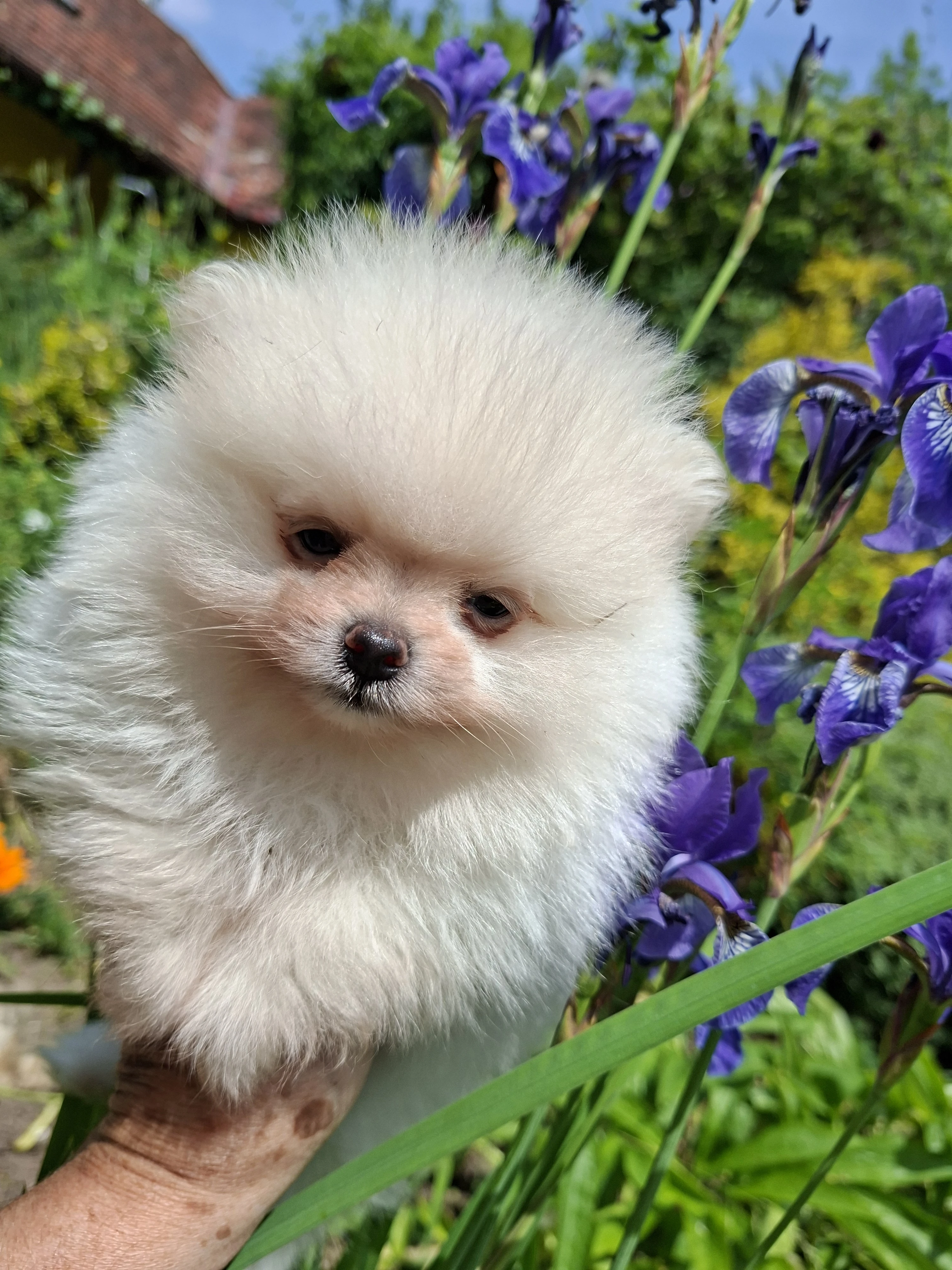 Pomeranian
