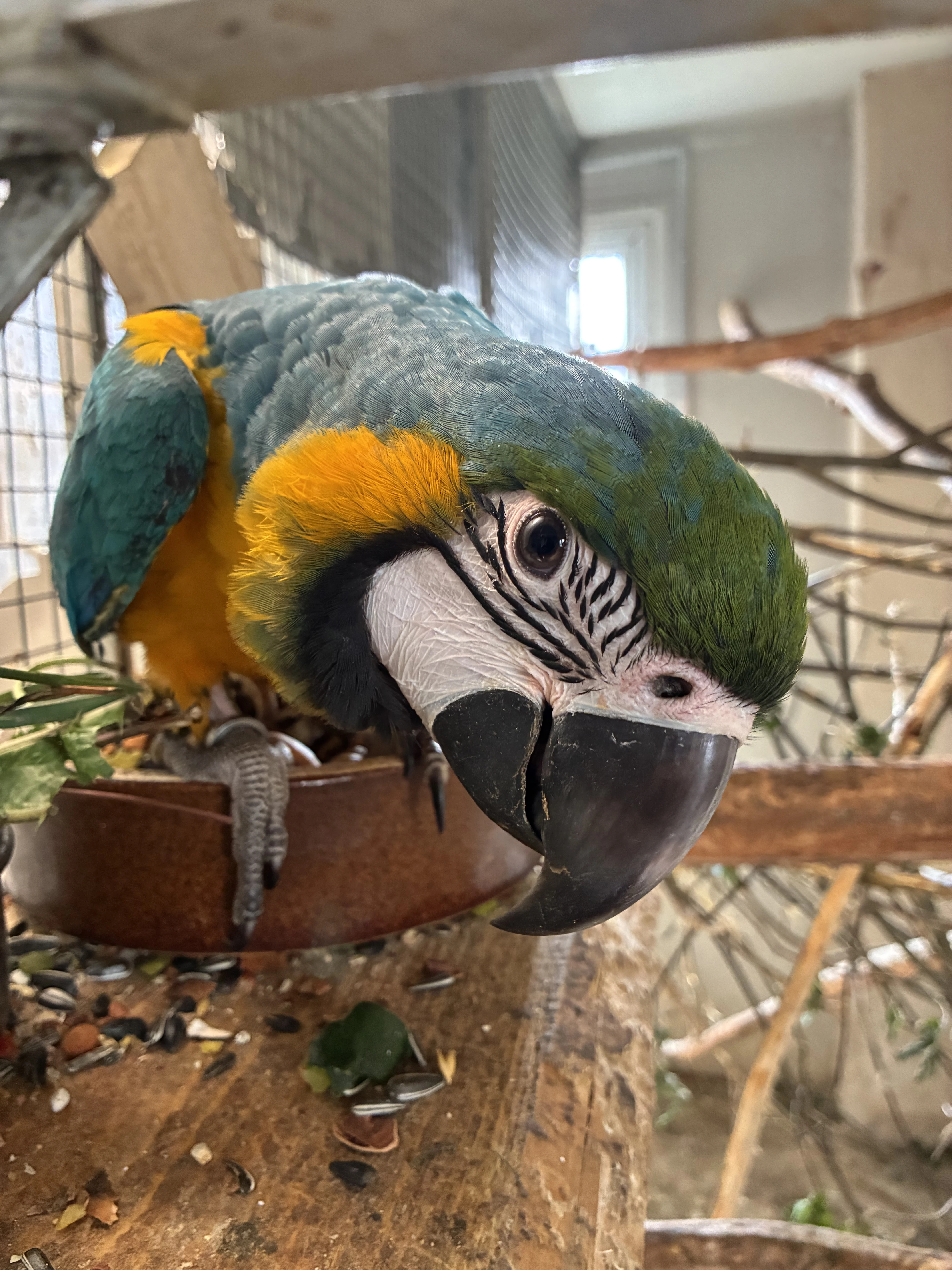 Ara ararauna