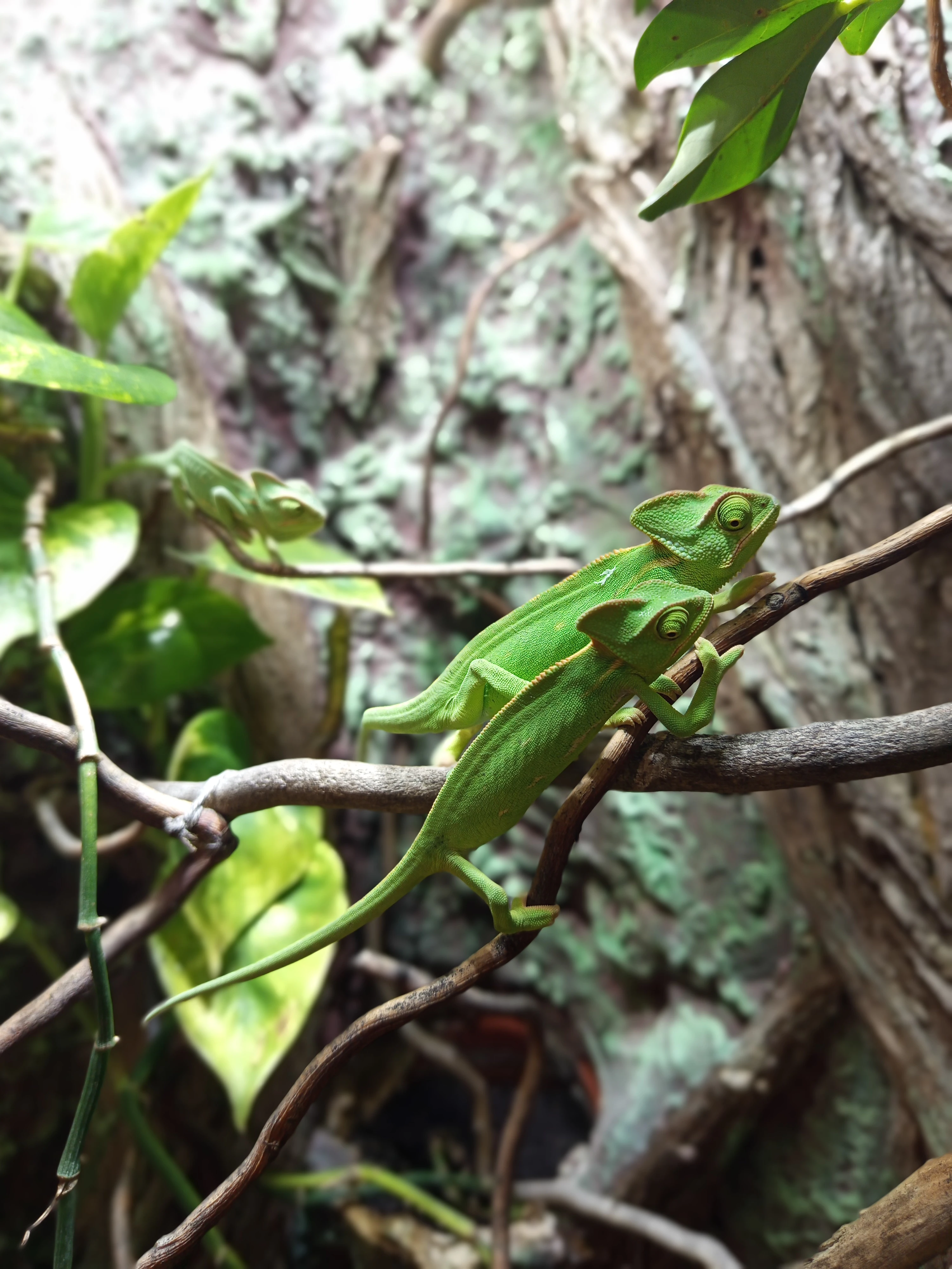 Chameleon jemenský