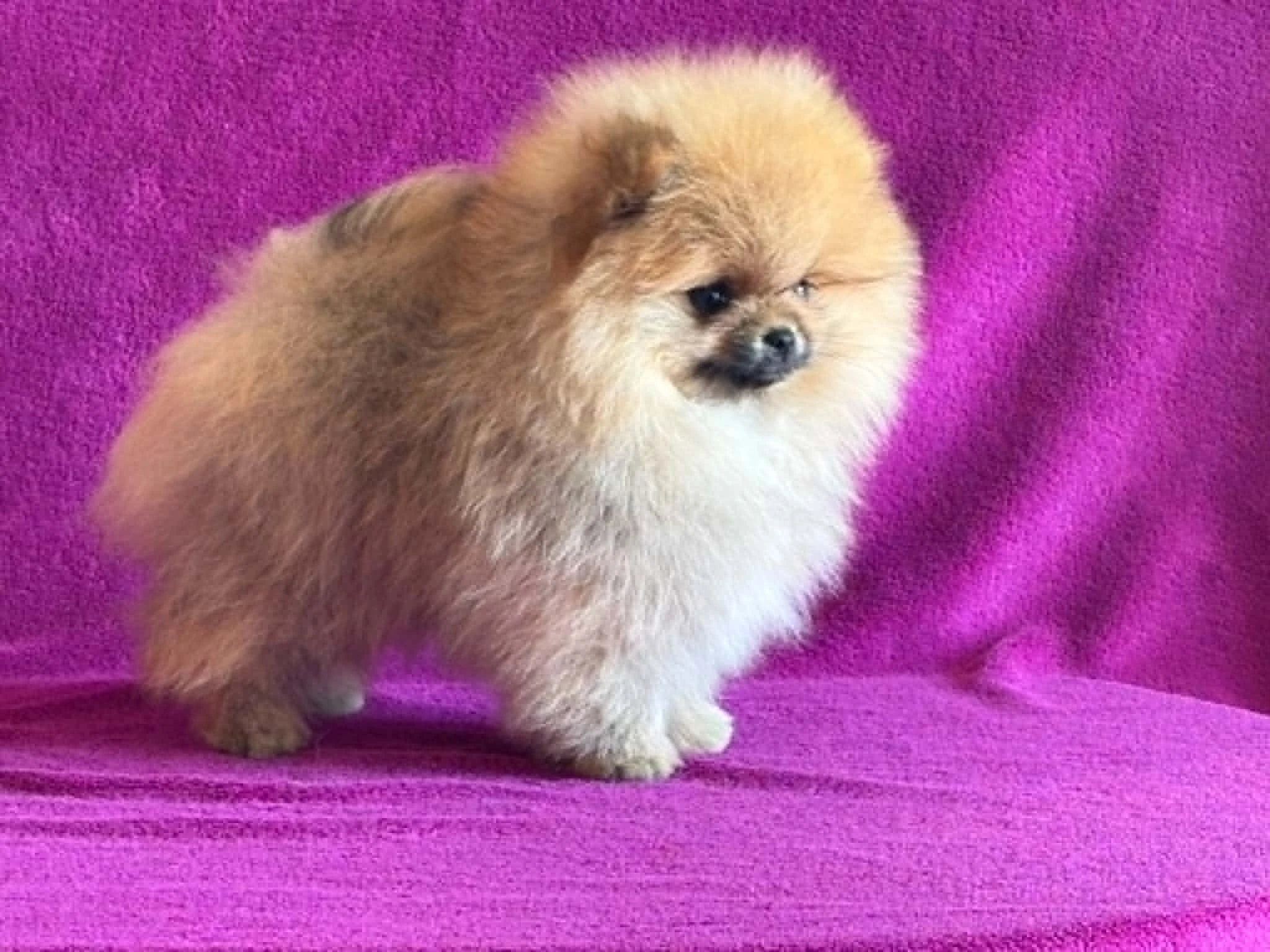Pomeranian