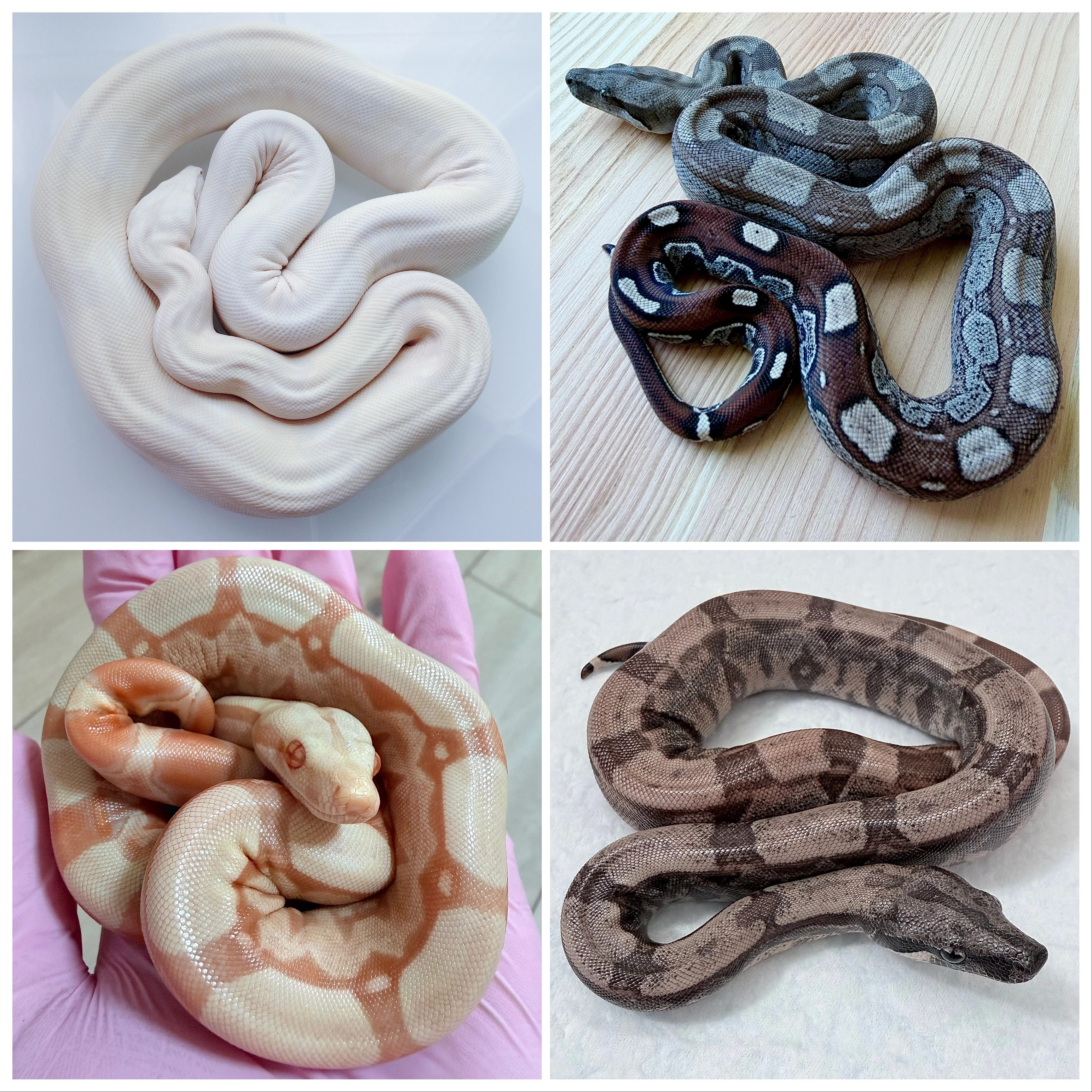 Hroznýš královský rlt, Albino, dh Snow